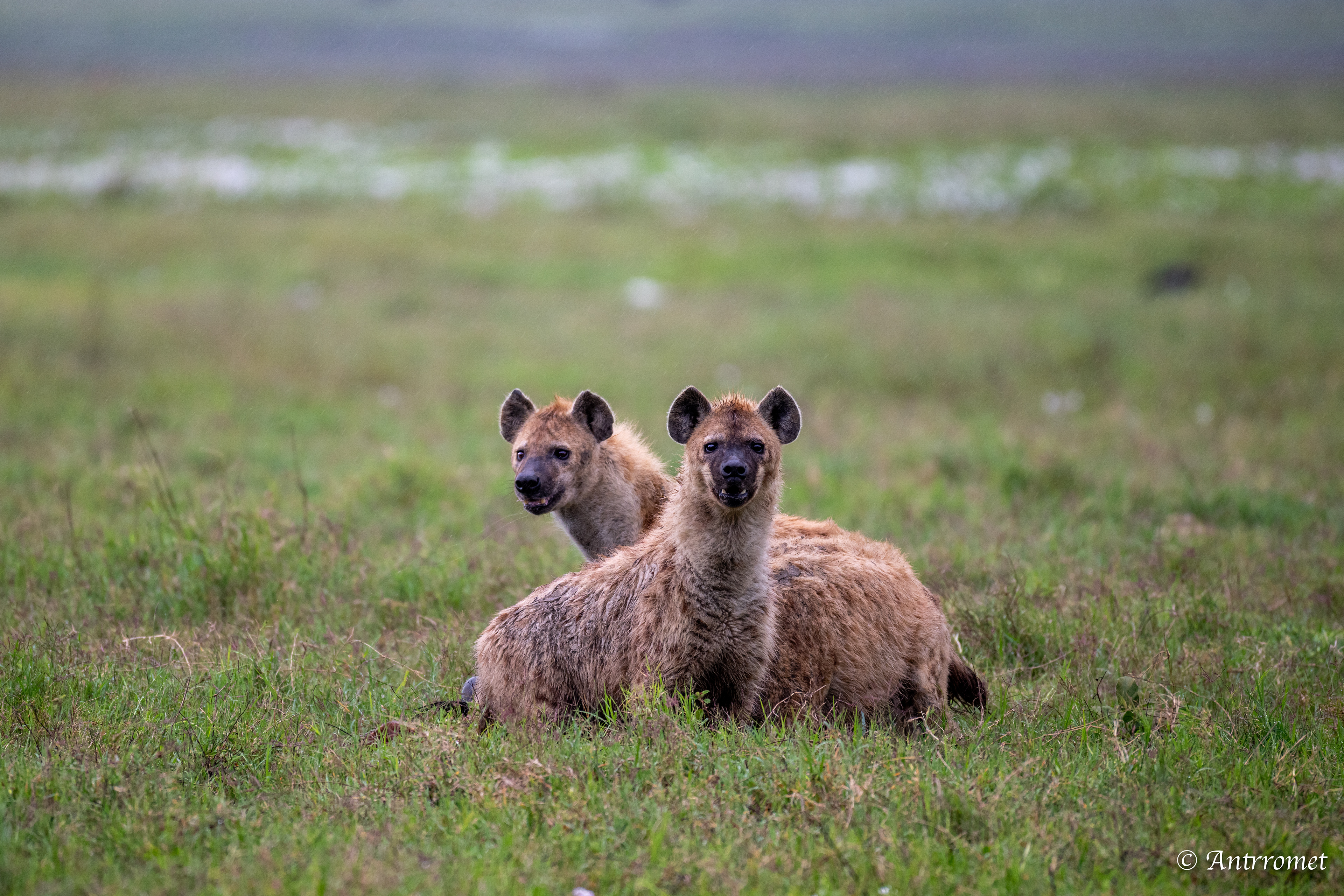 Spotted Hyenas