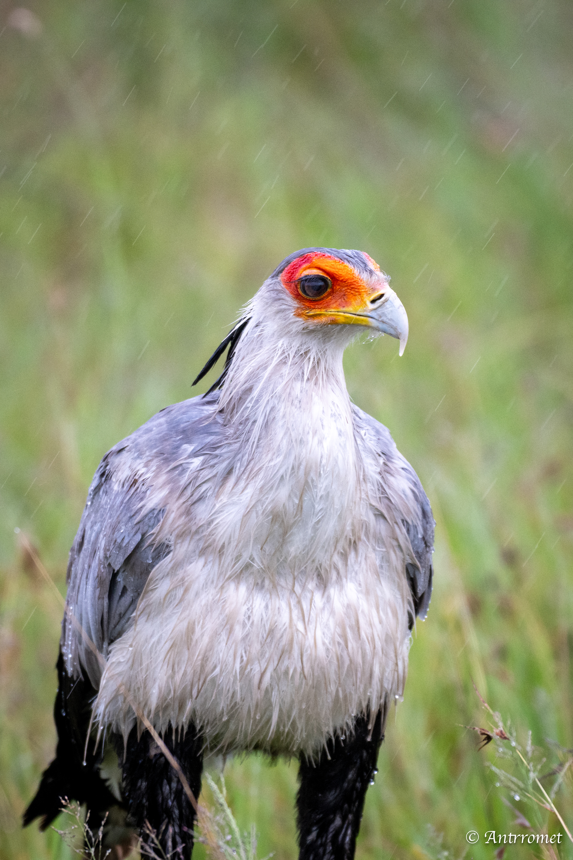 Secretarybird drenched in the rain