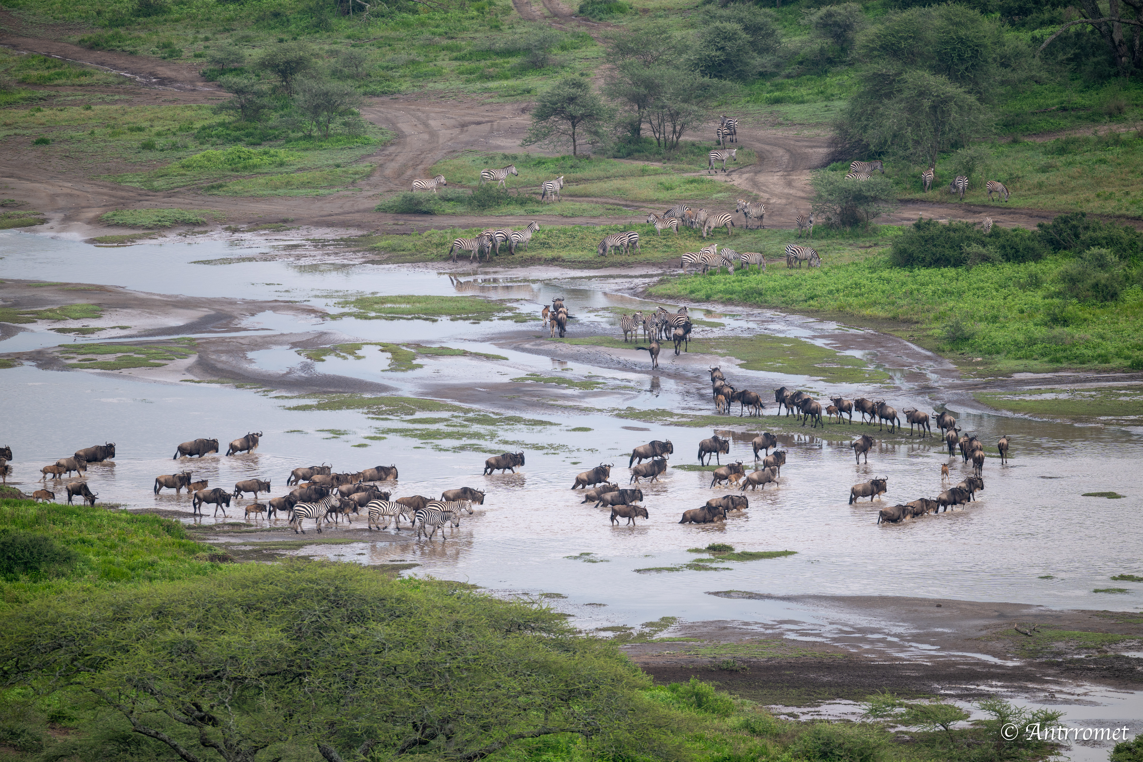 River crossing view from hot air balloon ride over Ndutu region