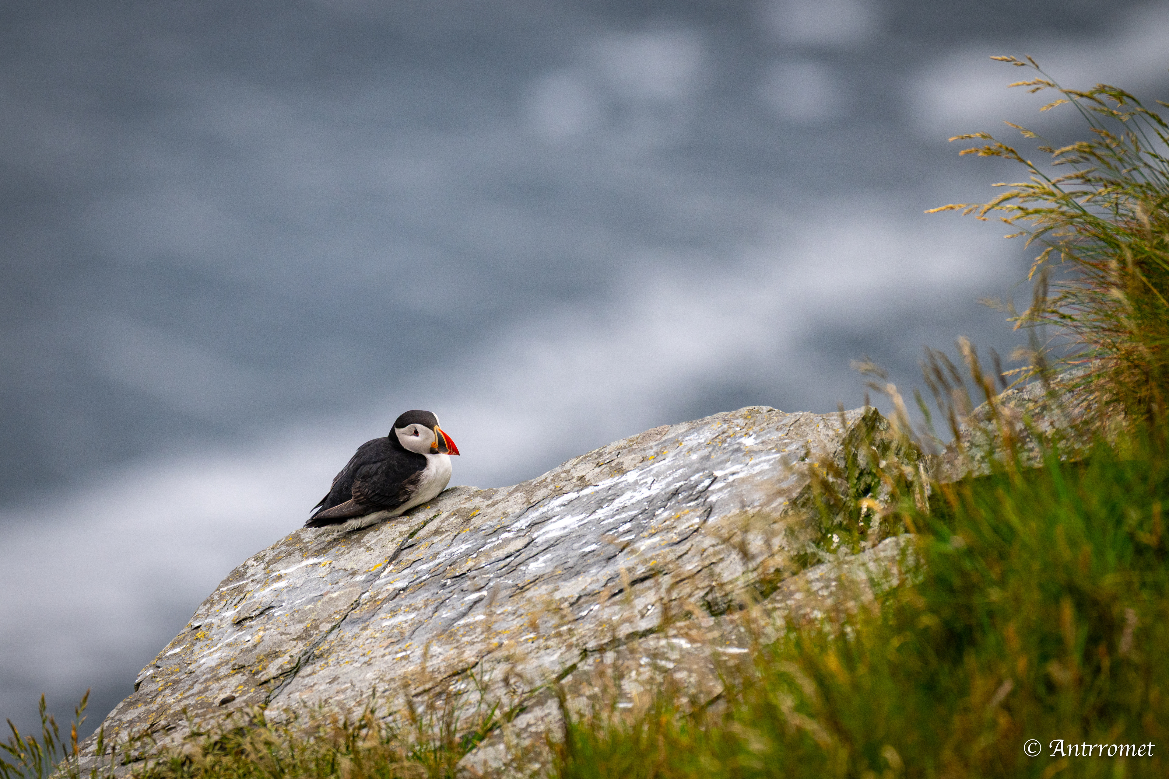 Puffins at Puffin viewing point, Runde