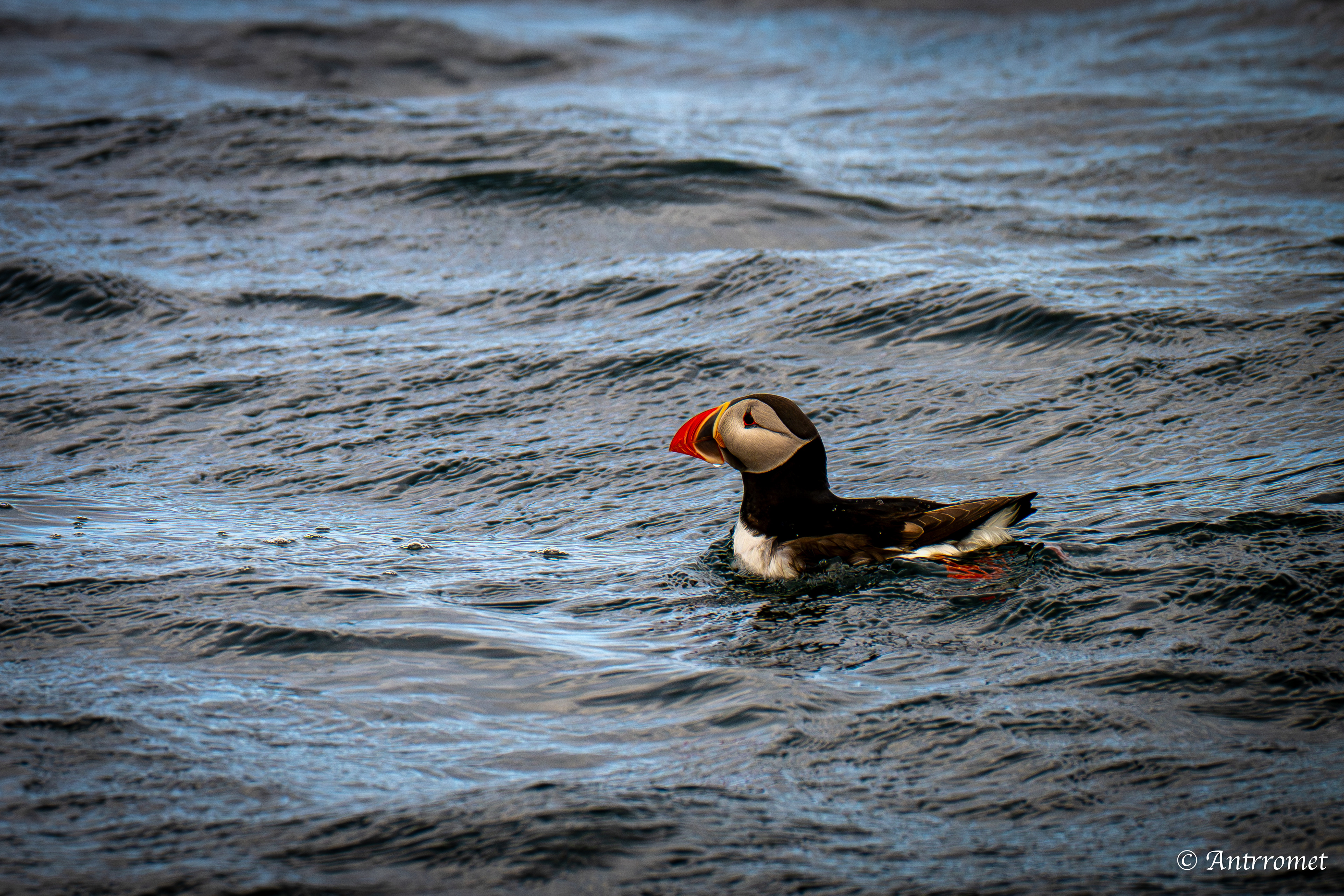 Puffins at Puffin Safari AS, Bleik, Vesteralen