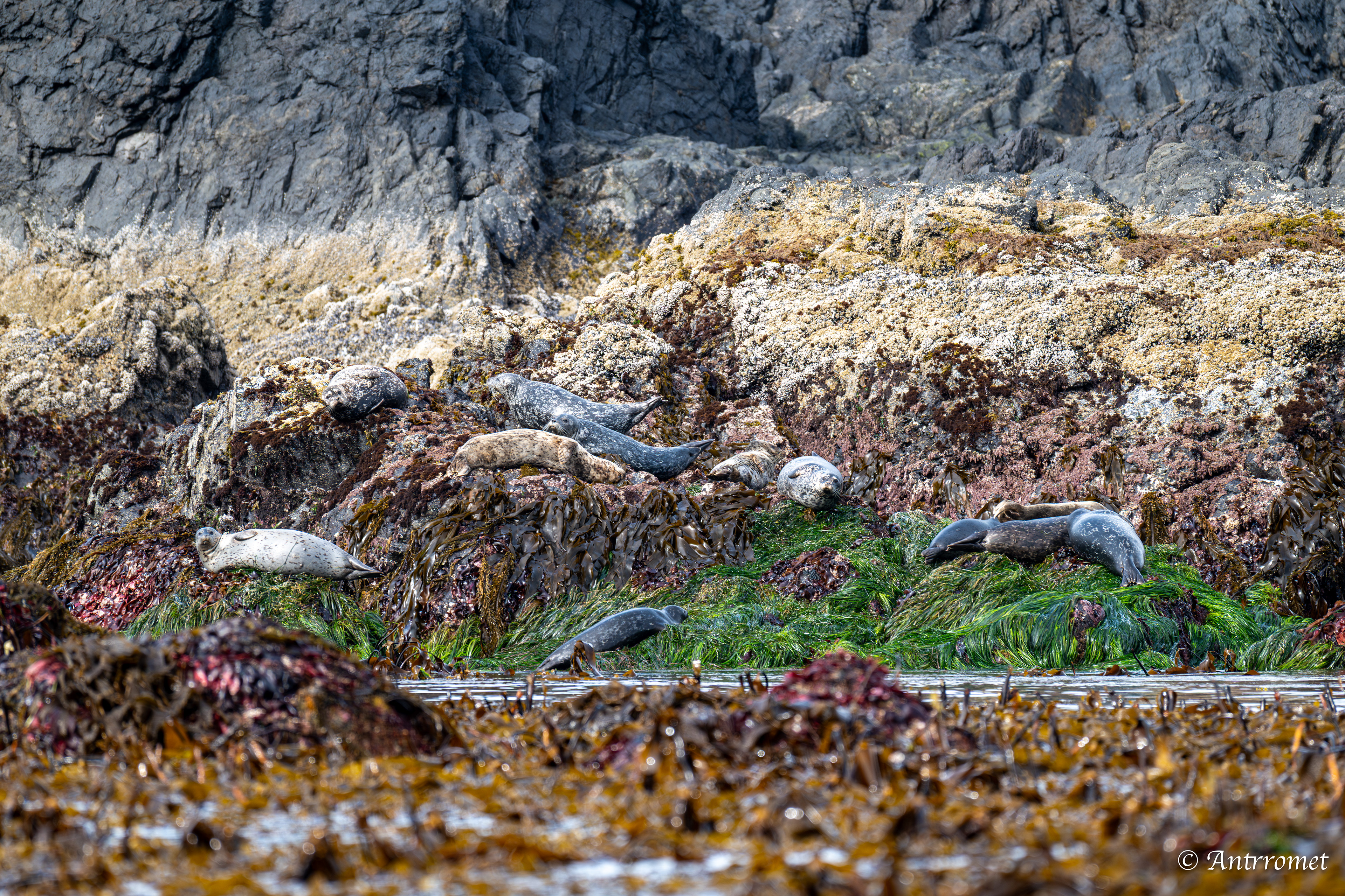 Harbor seals