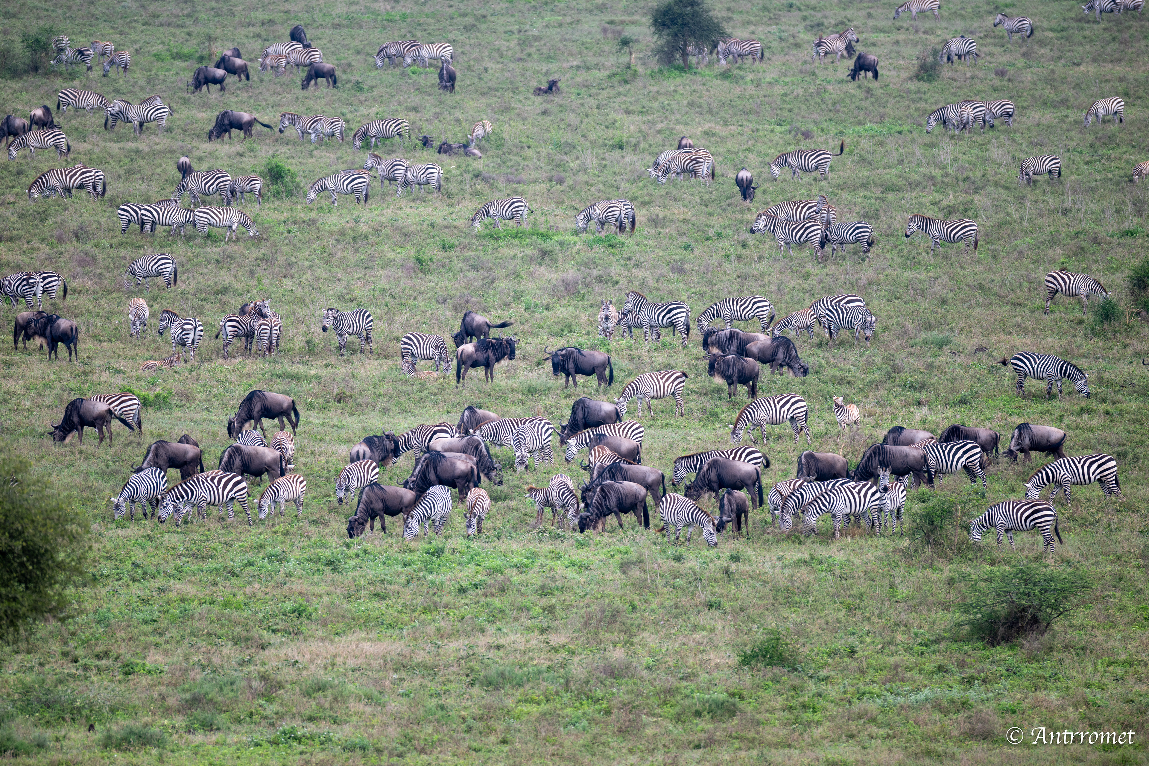 Great migration view from hot air balloon ride over Ndutu region