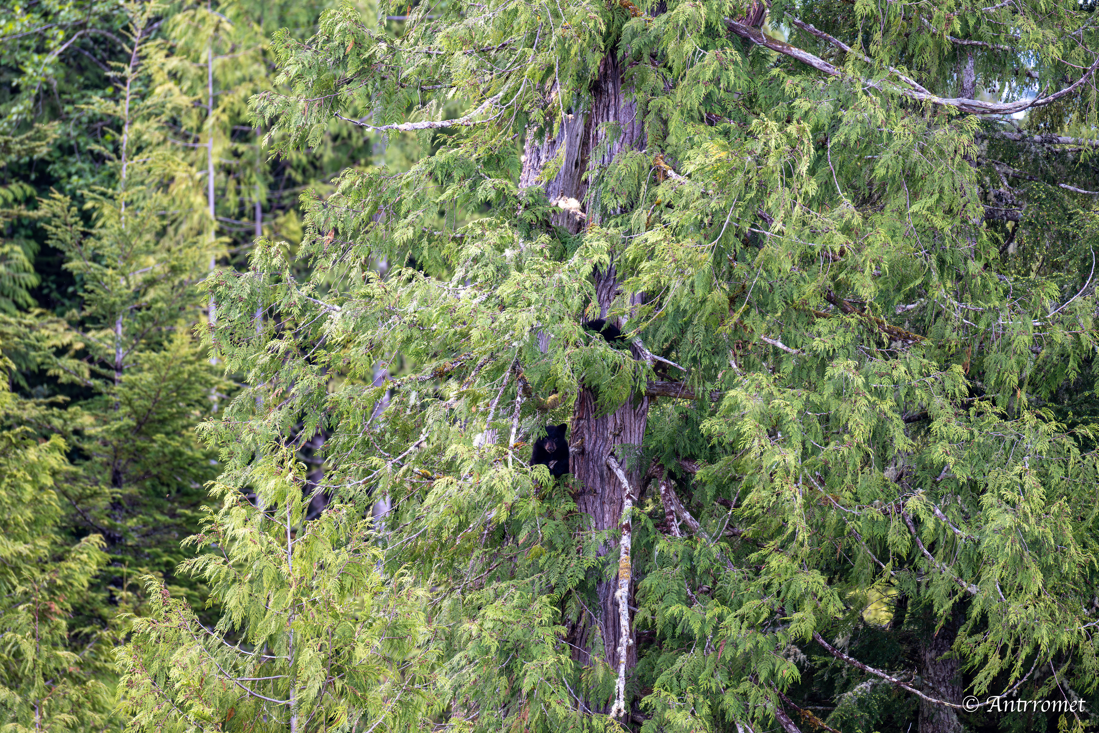 Black bear cubs on a tree