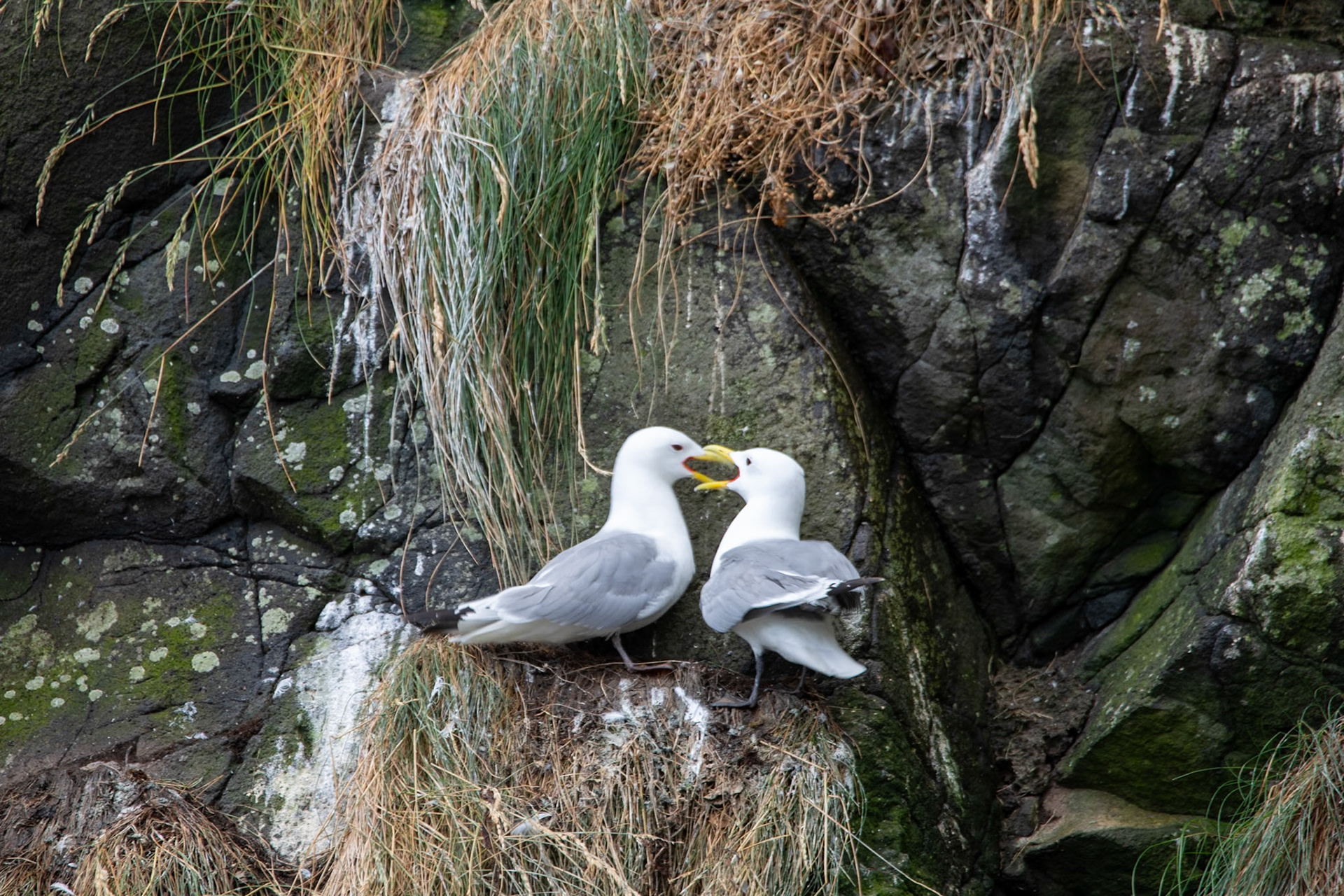 Kittiwake, The Gobbins