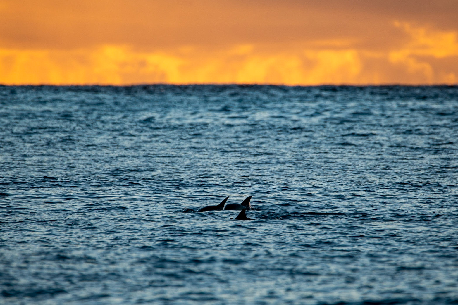 Dolphins at Poipu Beach
