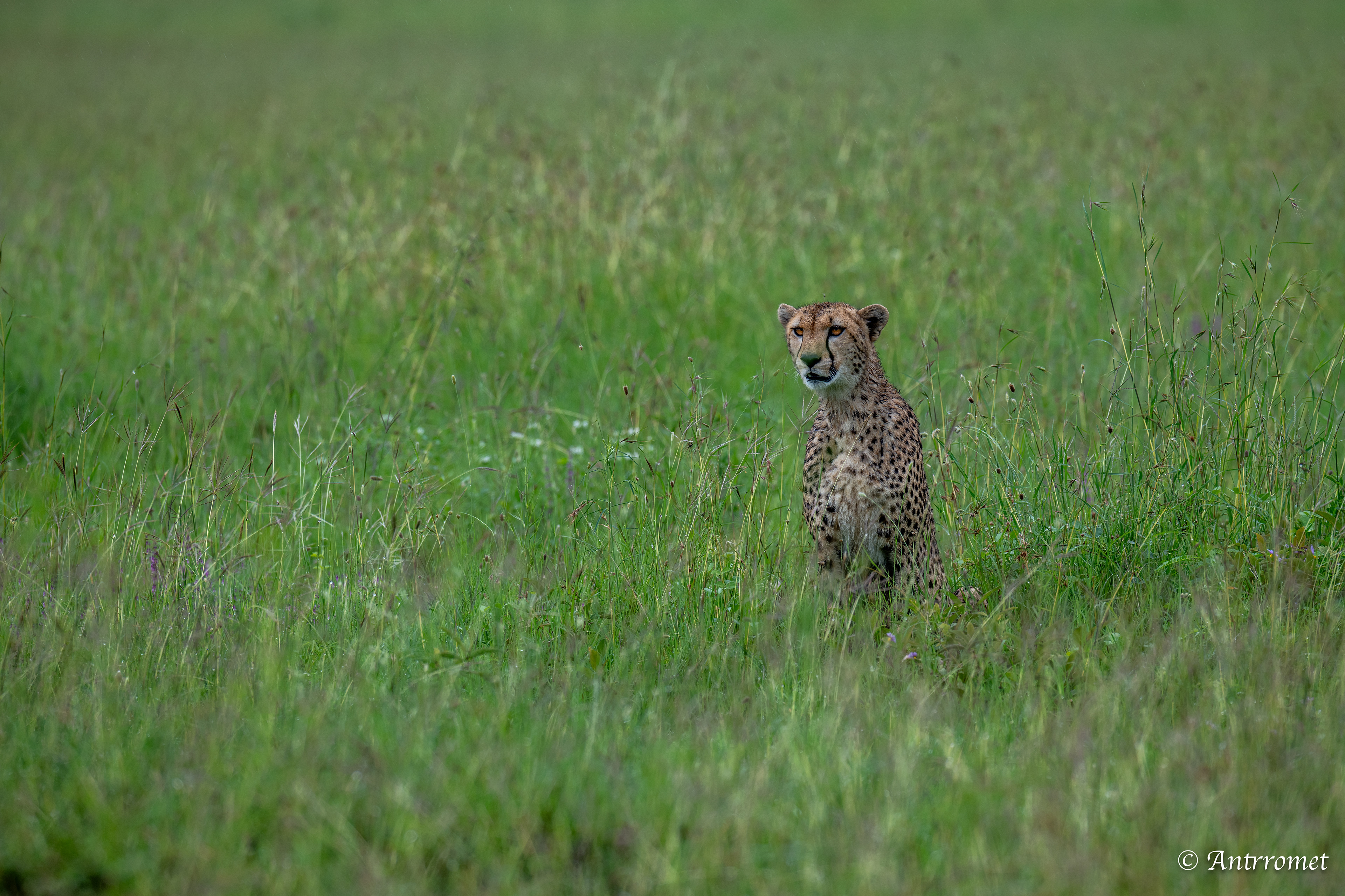 Cheetah