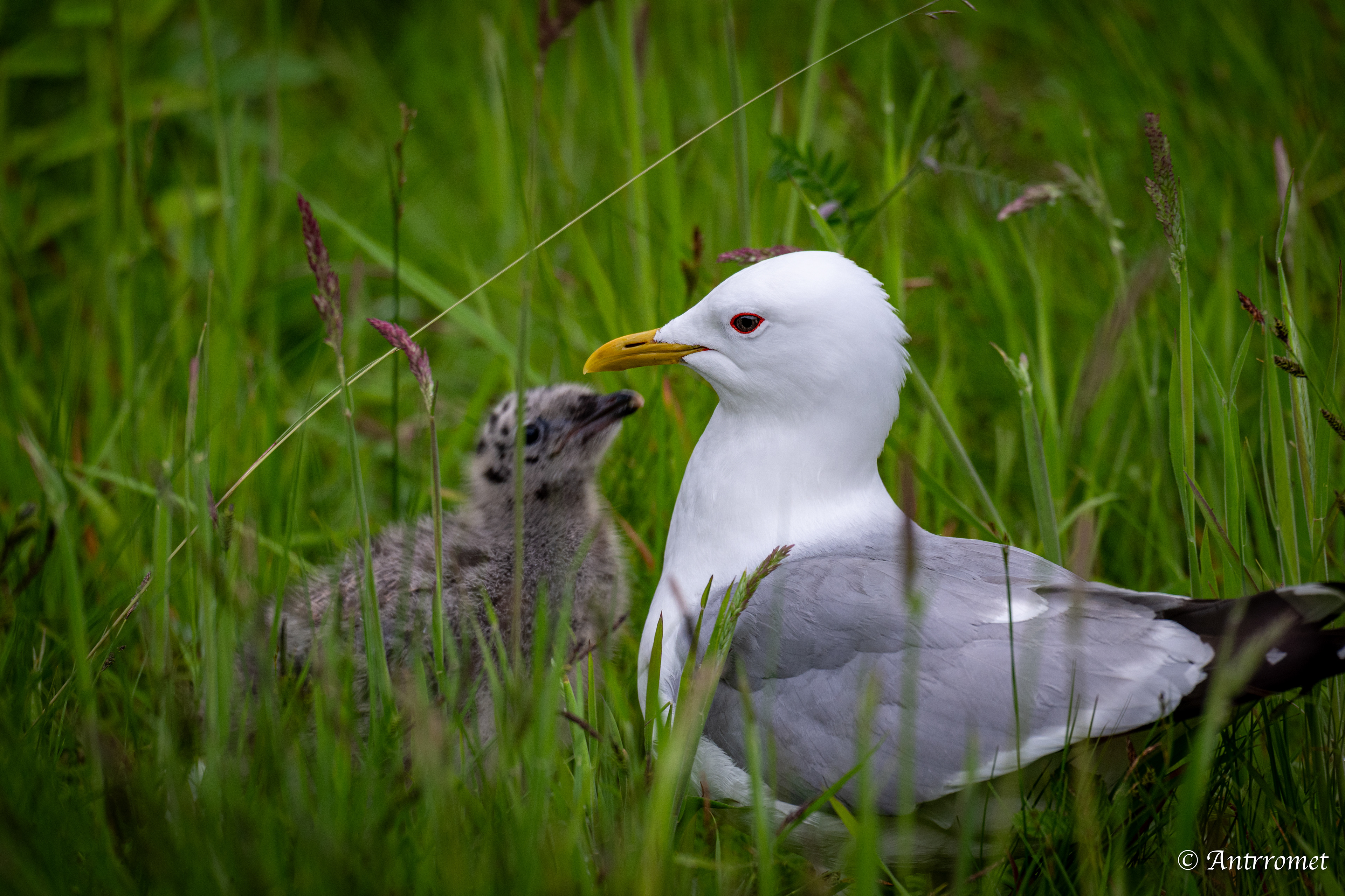 Common gull and it's chick near Flåm stasjon