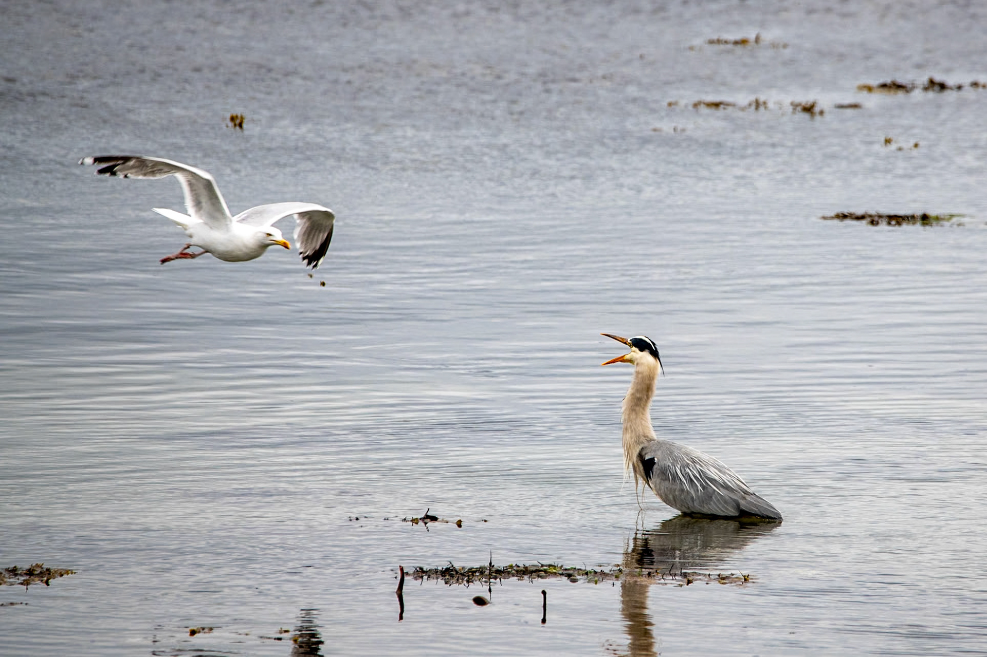 Seagull attacking a heron
