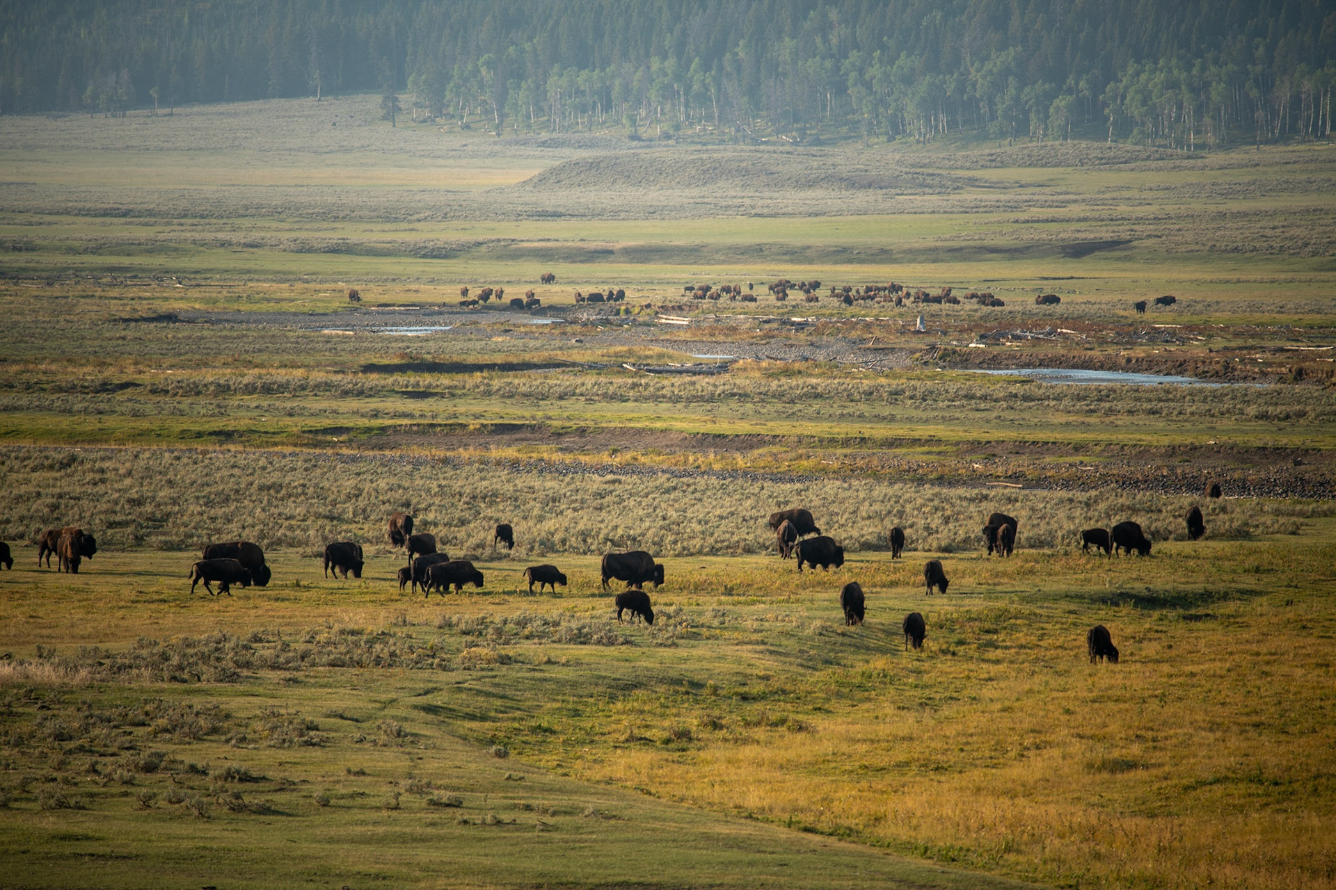 Herd of bison at Lamar valley