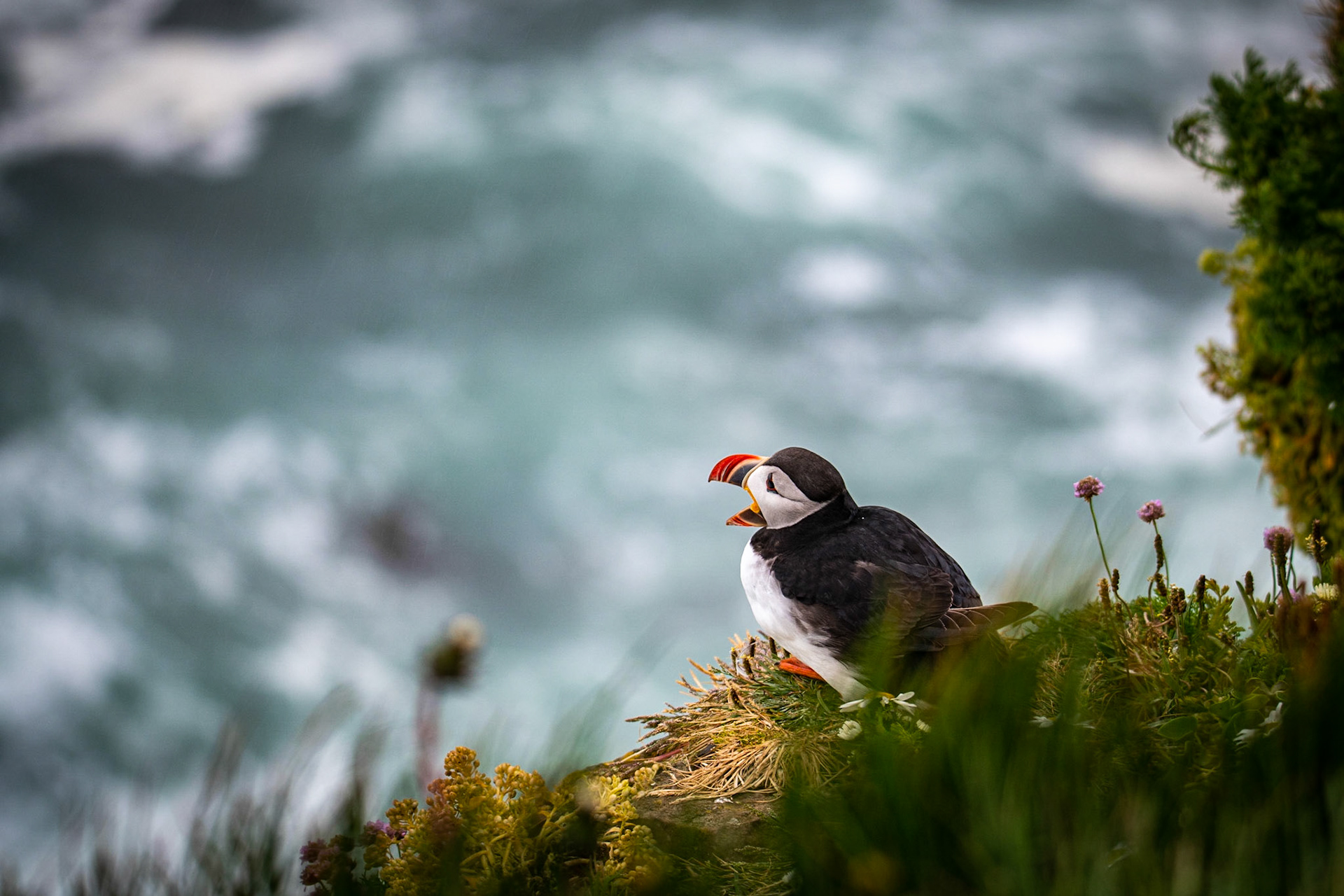 Atlantic puffin