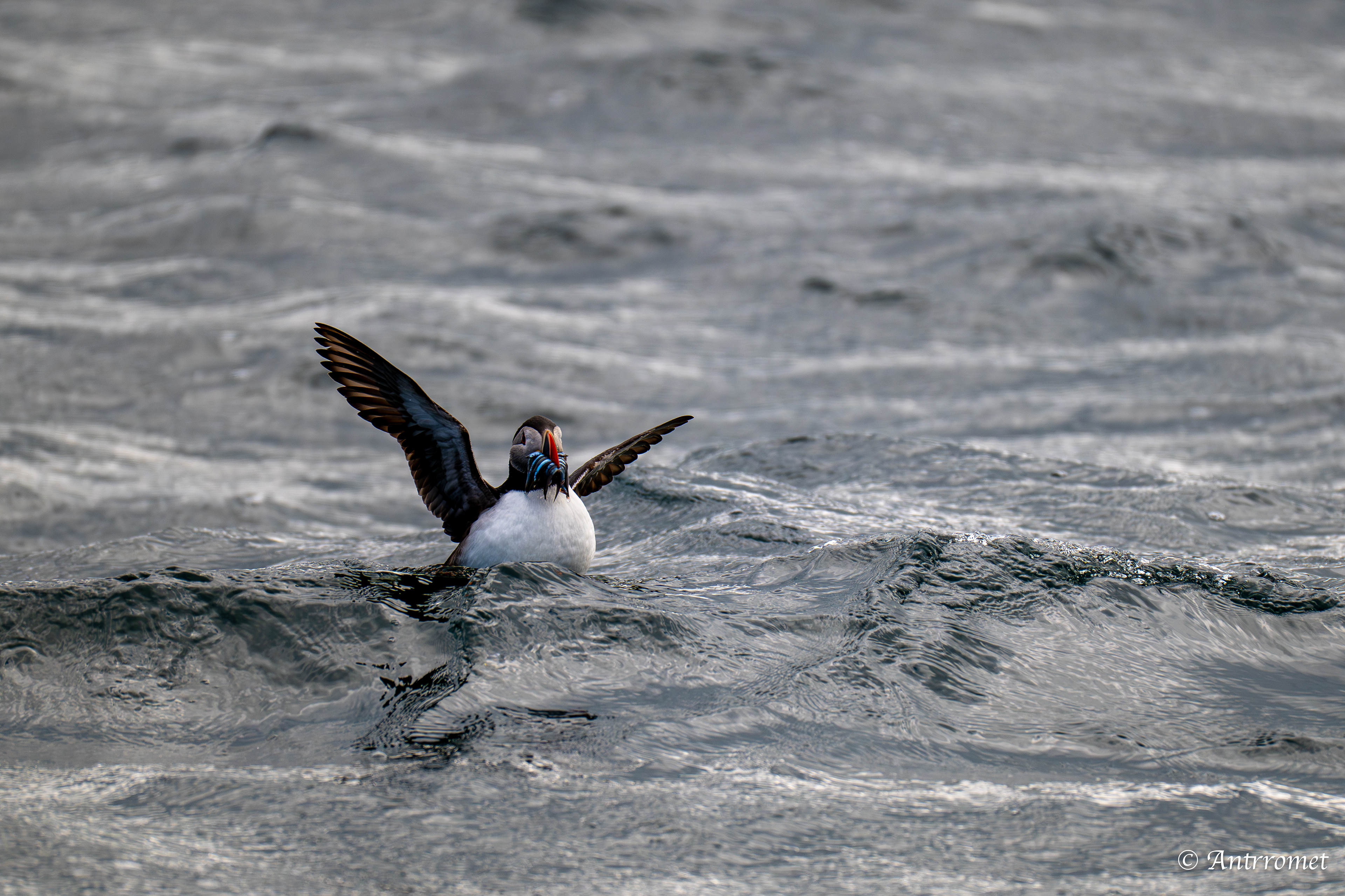 Puffins at Puffin Safari AS, Bleik, Vesteralen