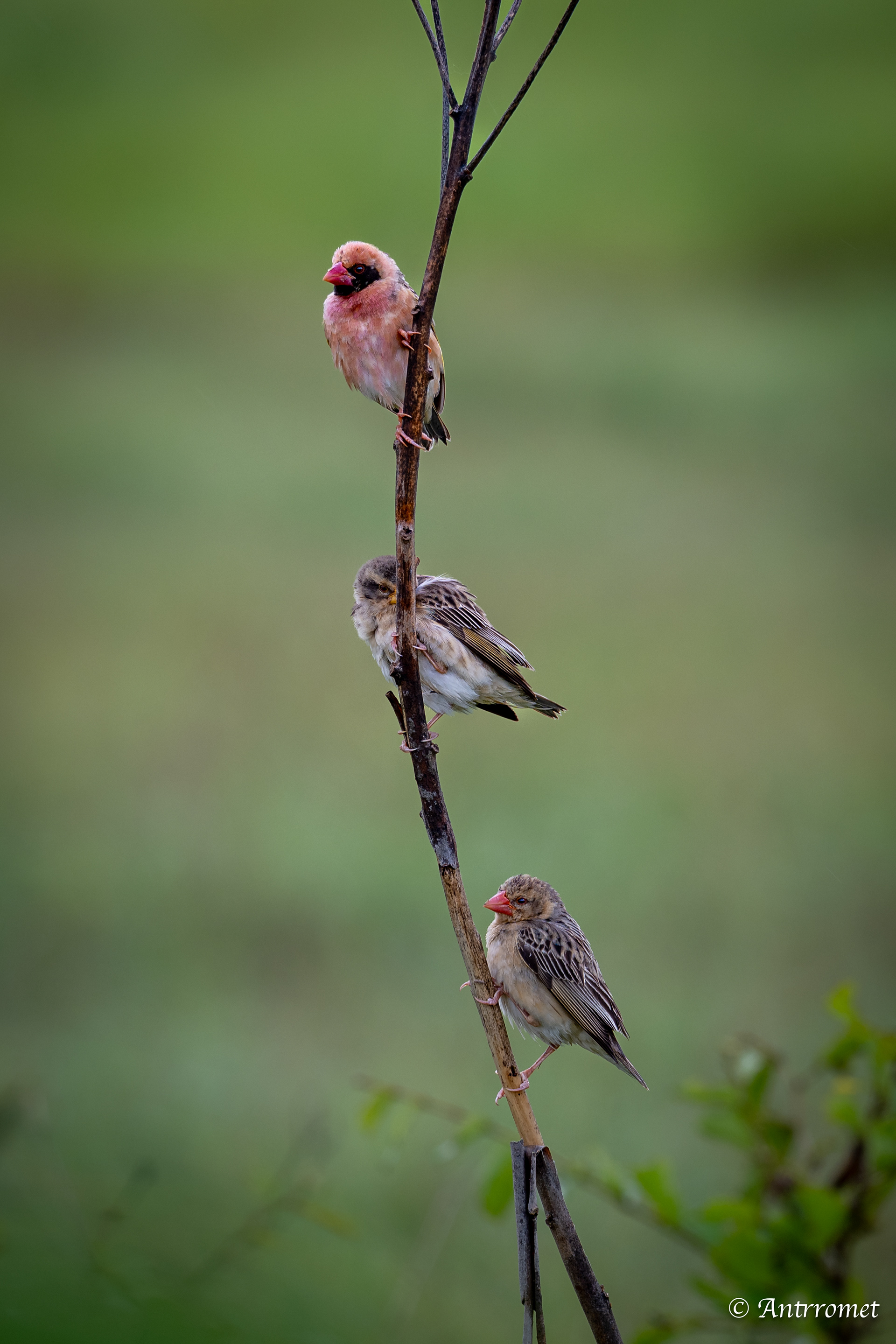 Red-billed Queleas