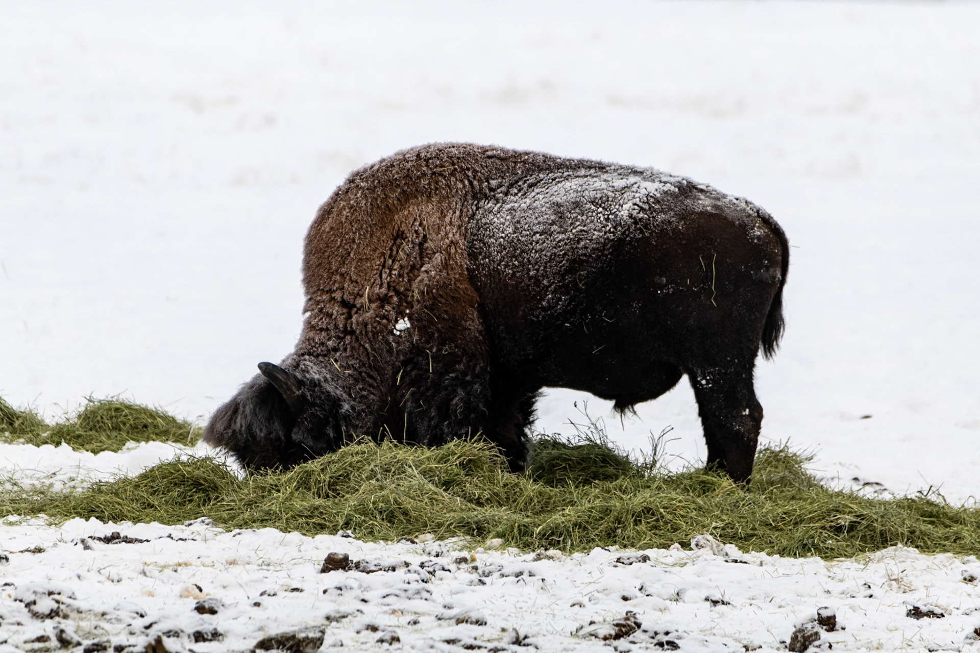 Bison at Yukon Wildlife Preserve