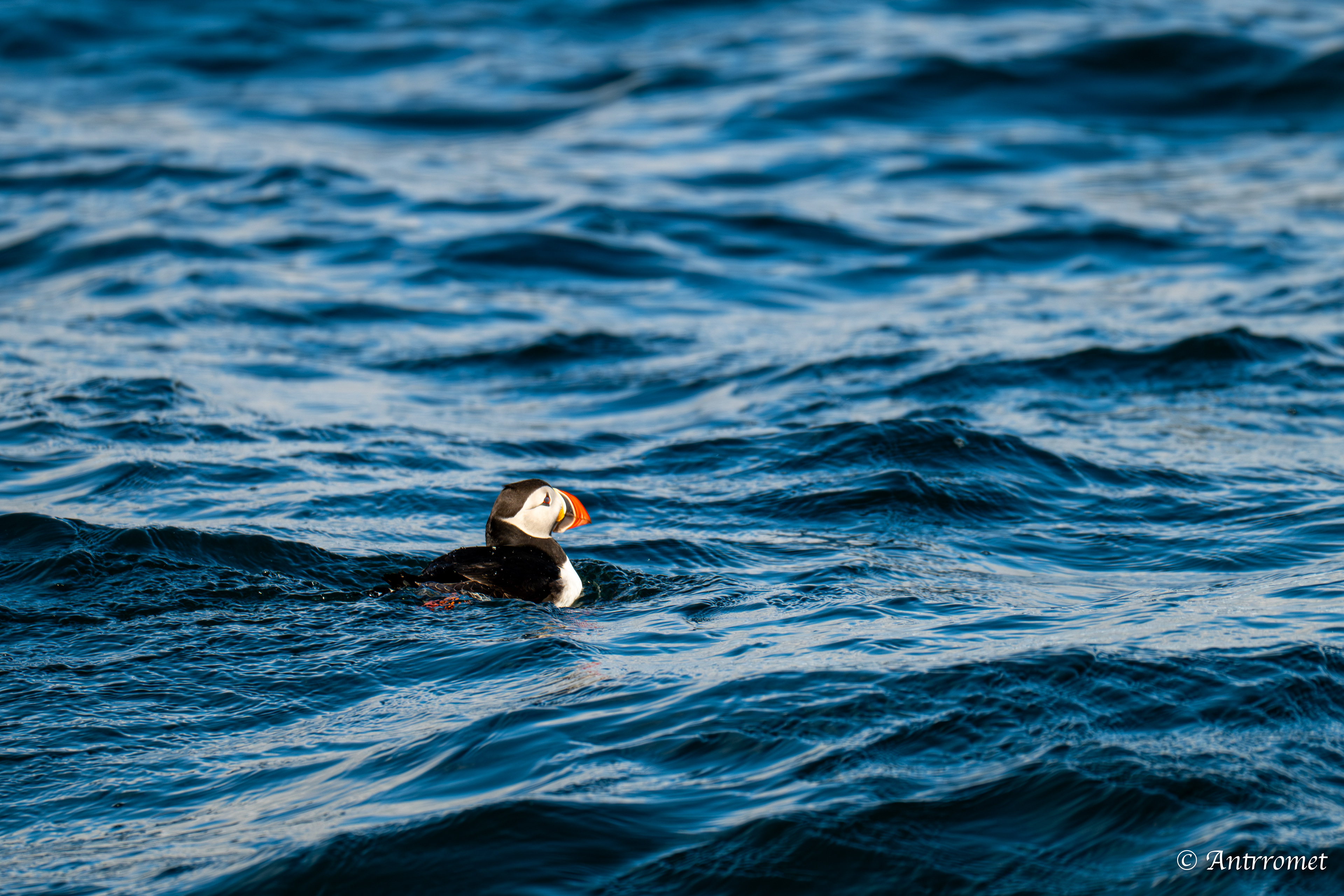 Puffins at Puffin Safari AS, Bleik, Vesteralen