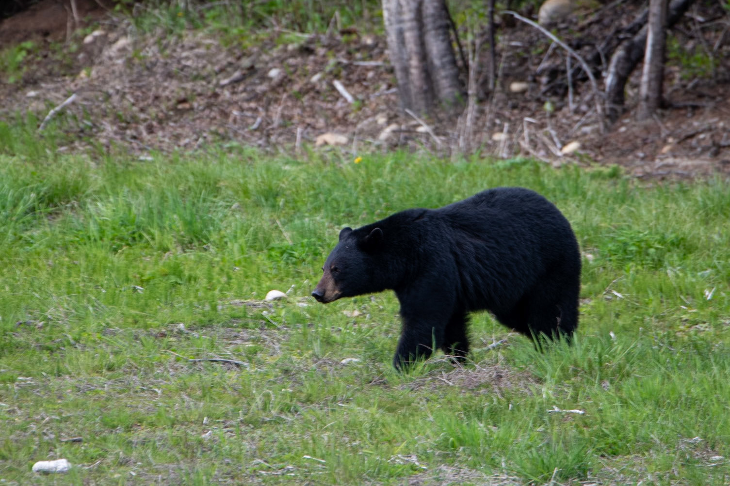 Black bears near Yellowhead Highway
