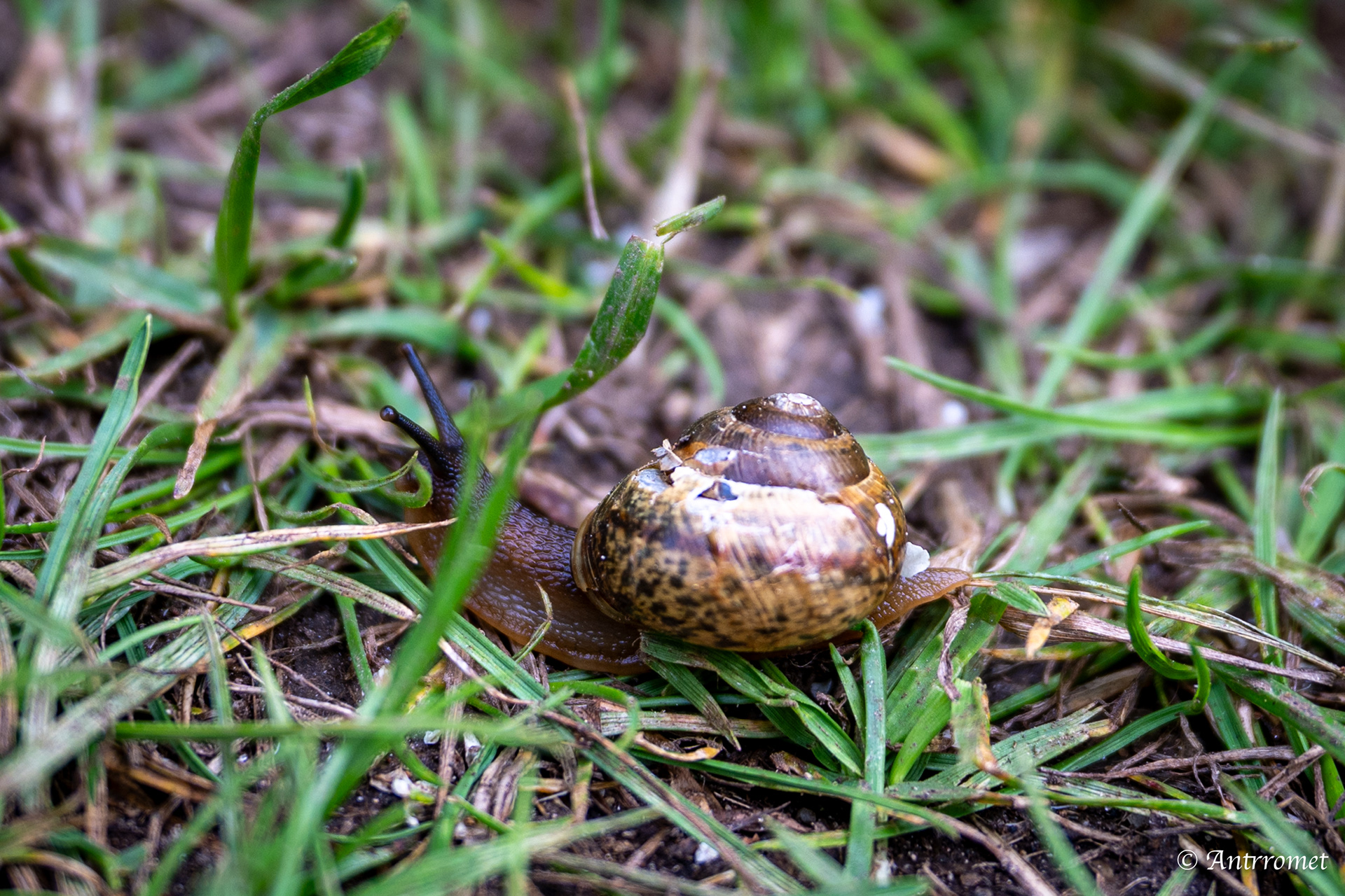Snail near Værøy