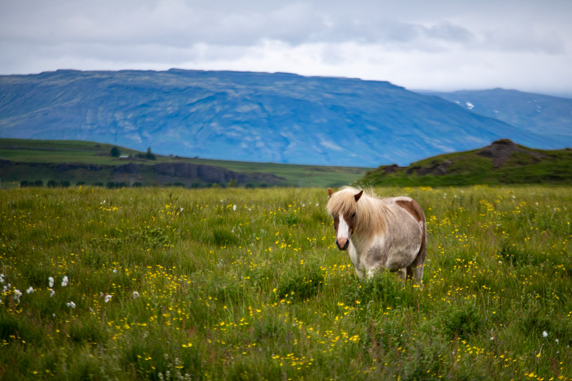 Icelandic horse