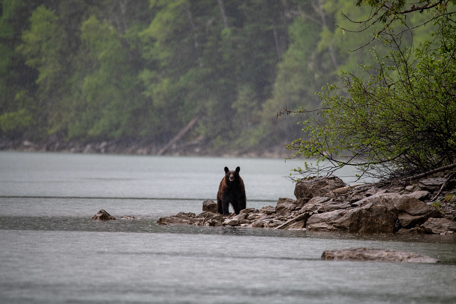 Black bear near Mud Lake