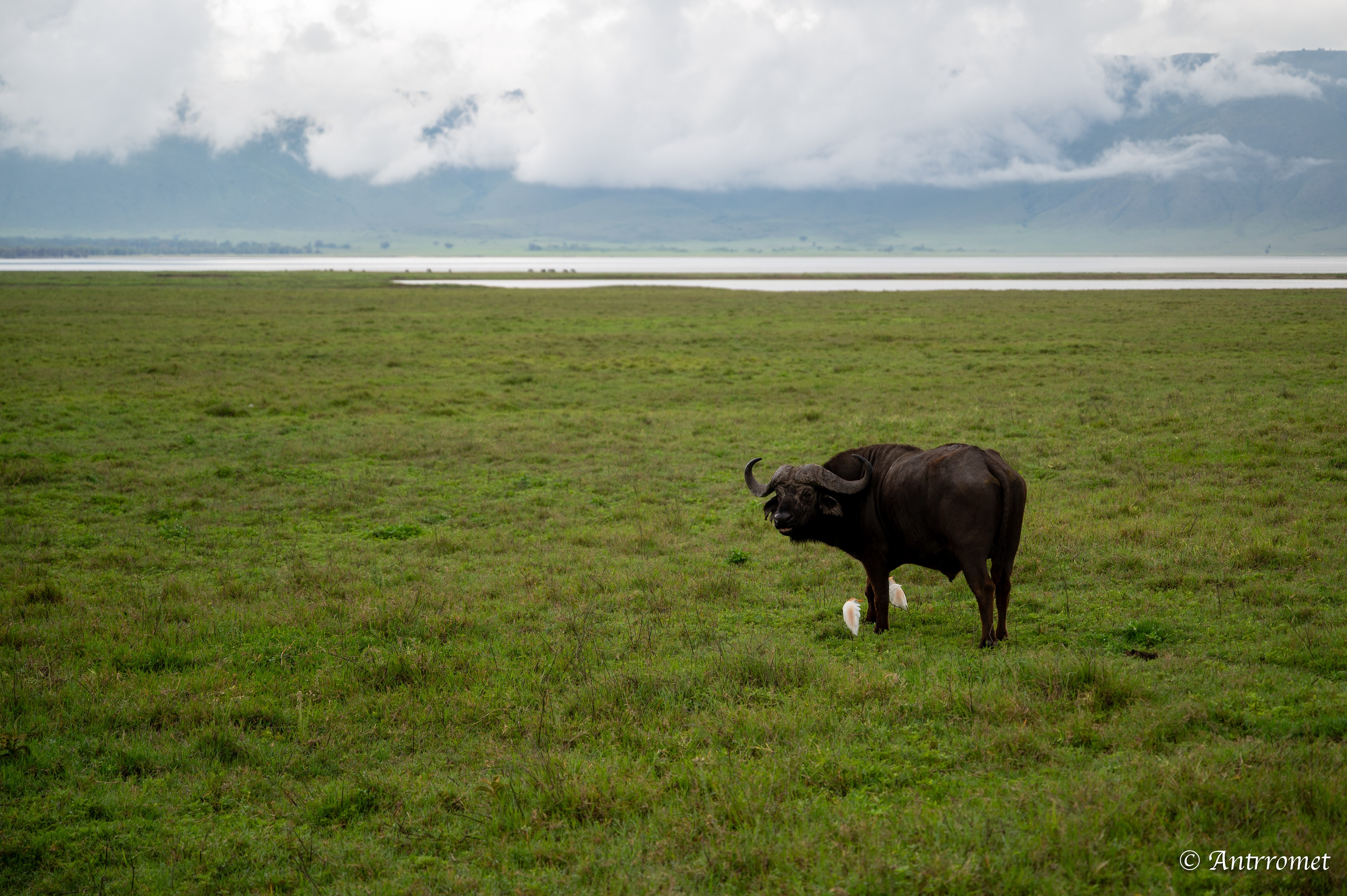 Buffaloes with cattle egrets