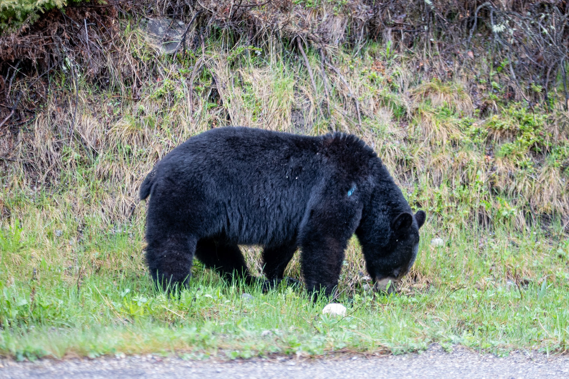 Black bear on Miette road