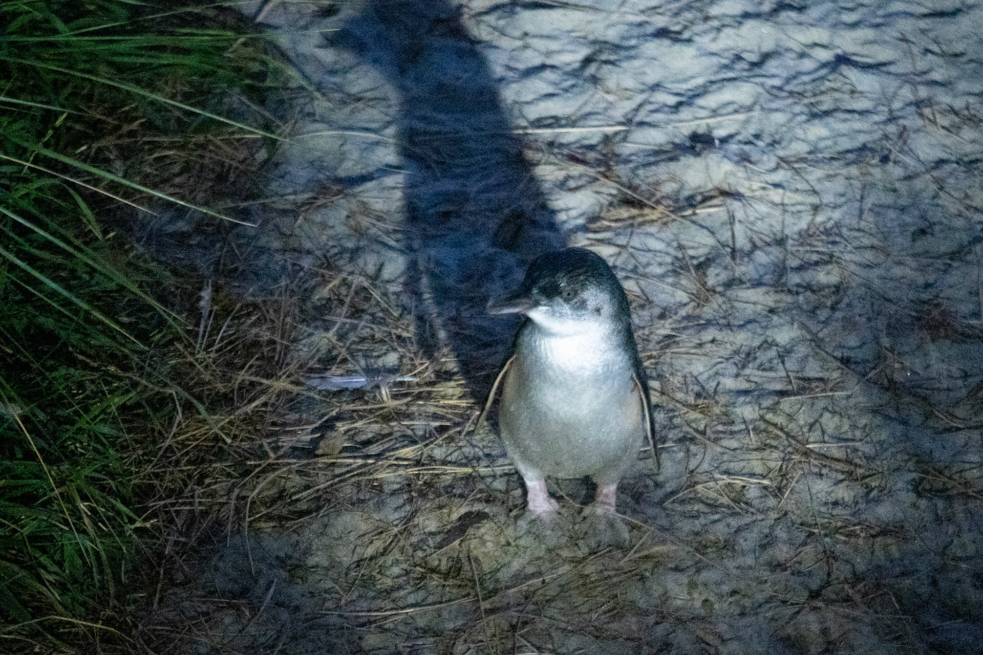 Blue penguin