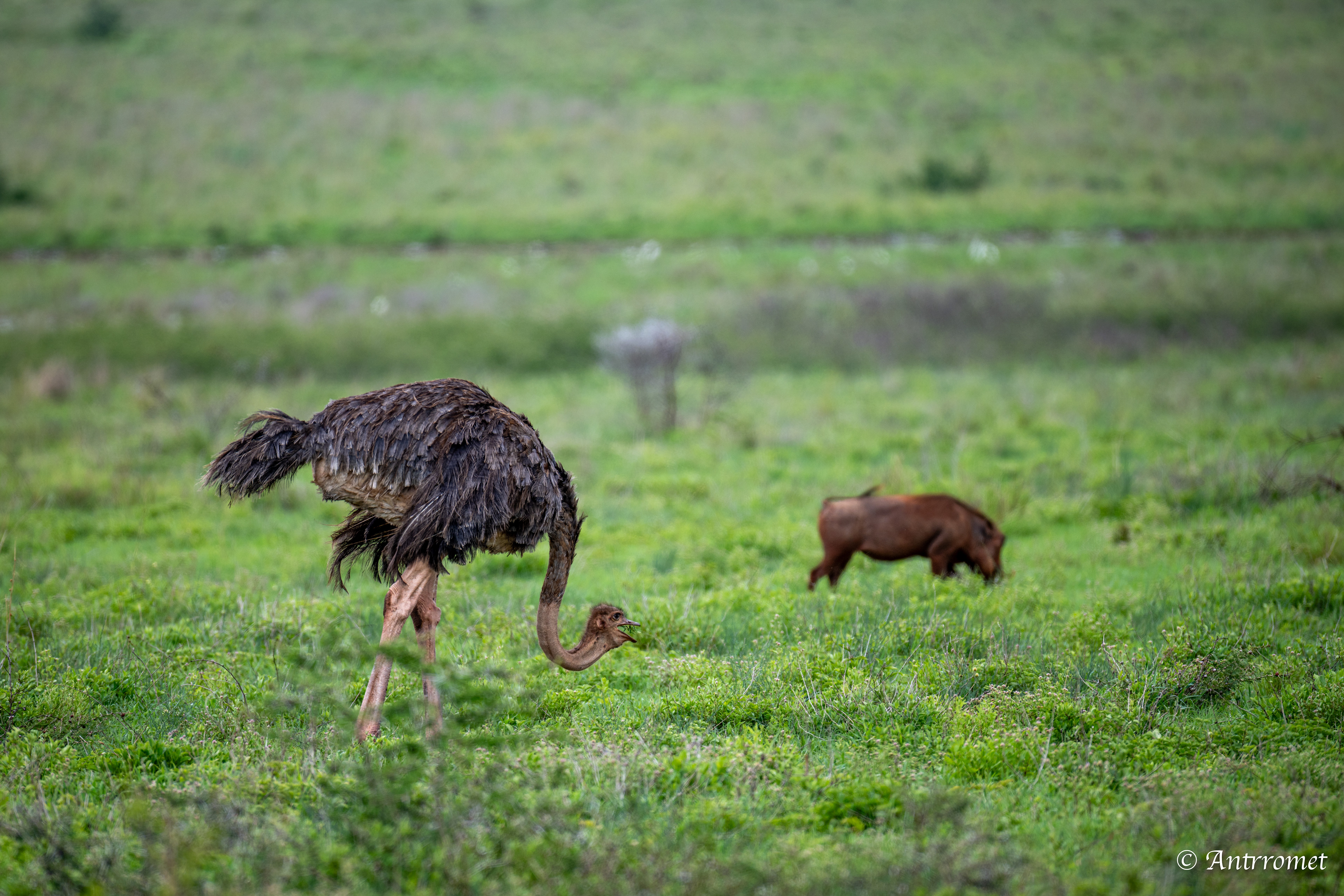 Ostrich with warthog in the background