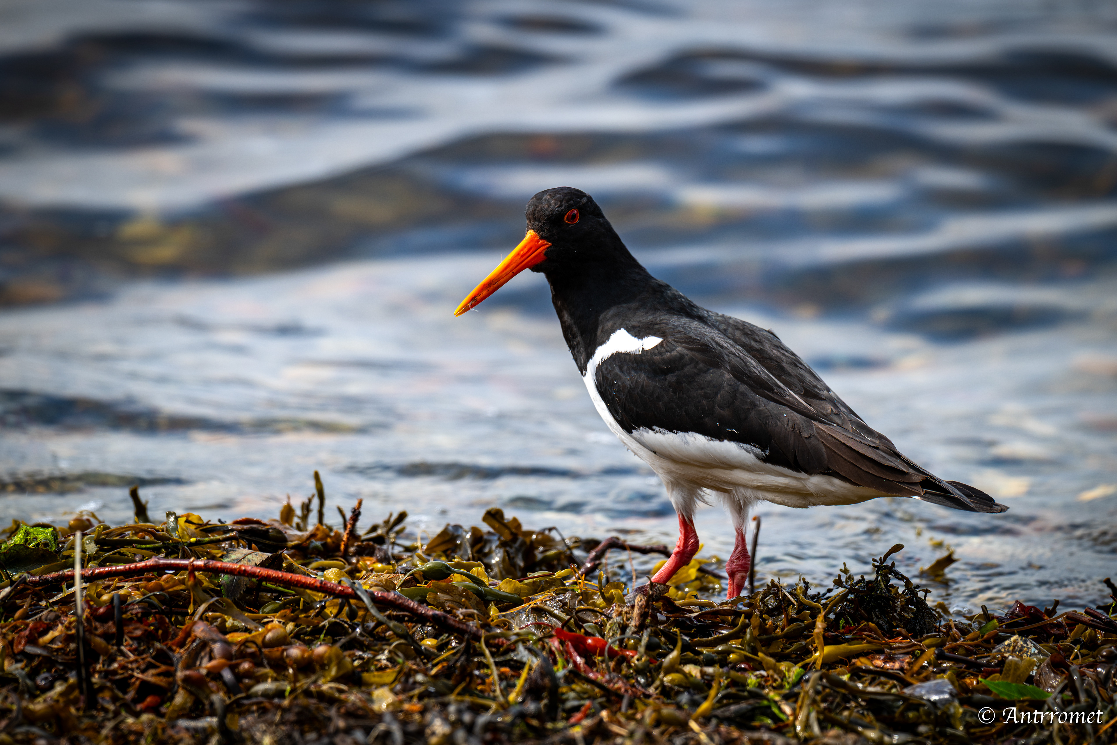 Oyster catcher at Fisherman's hut