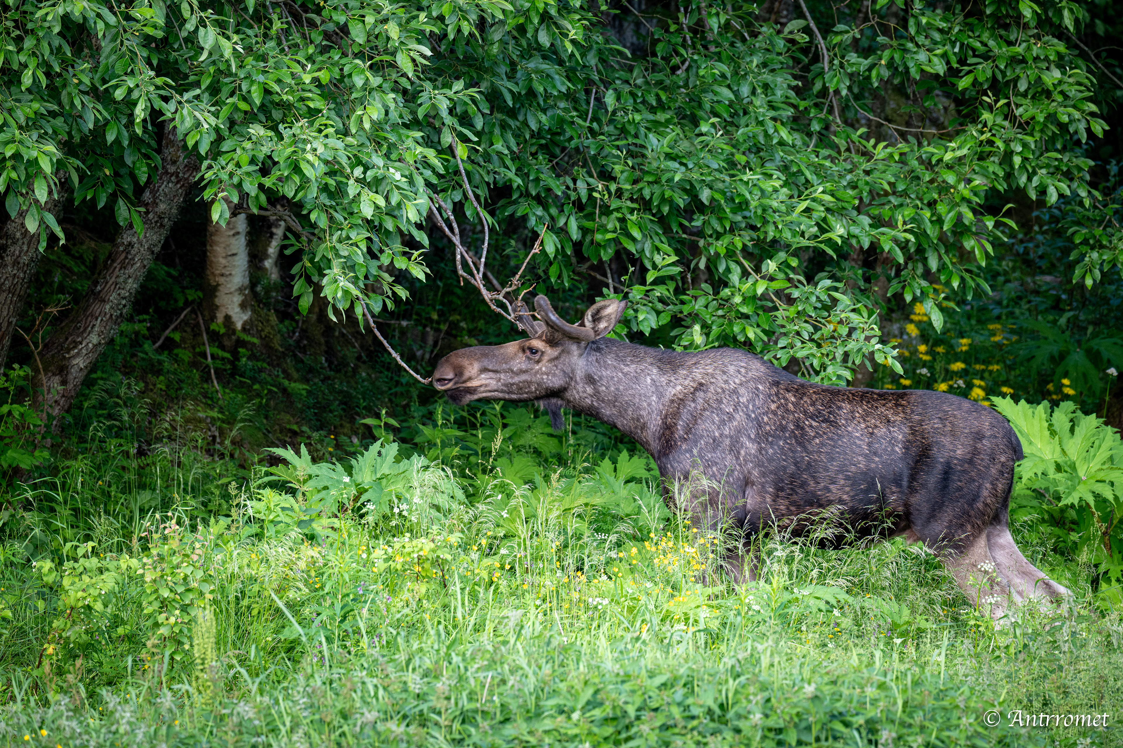 Moose somewhere in Bangsund