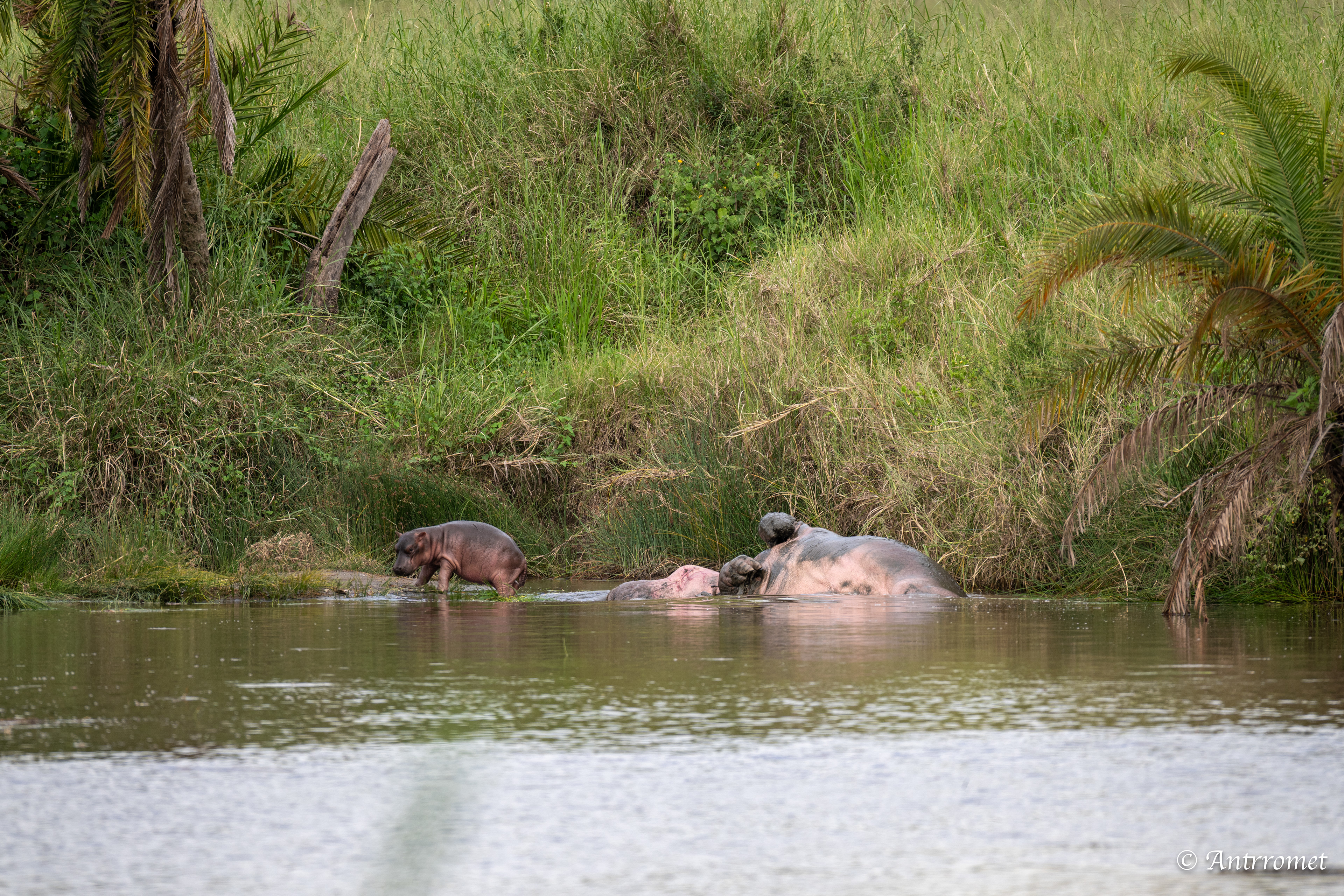 Baby Hippopotamus with its mom