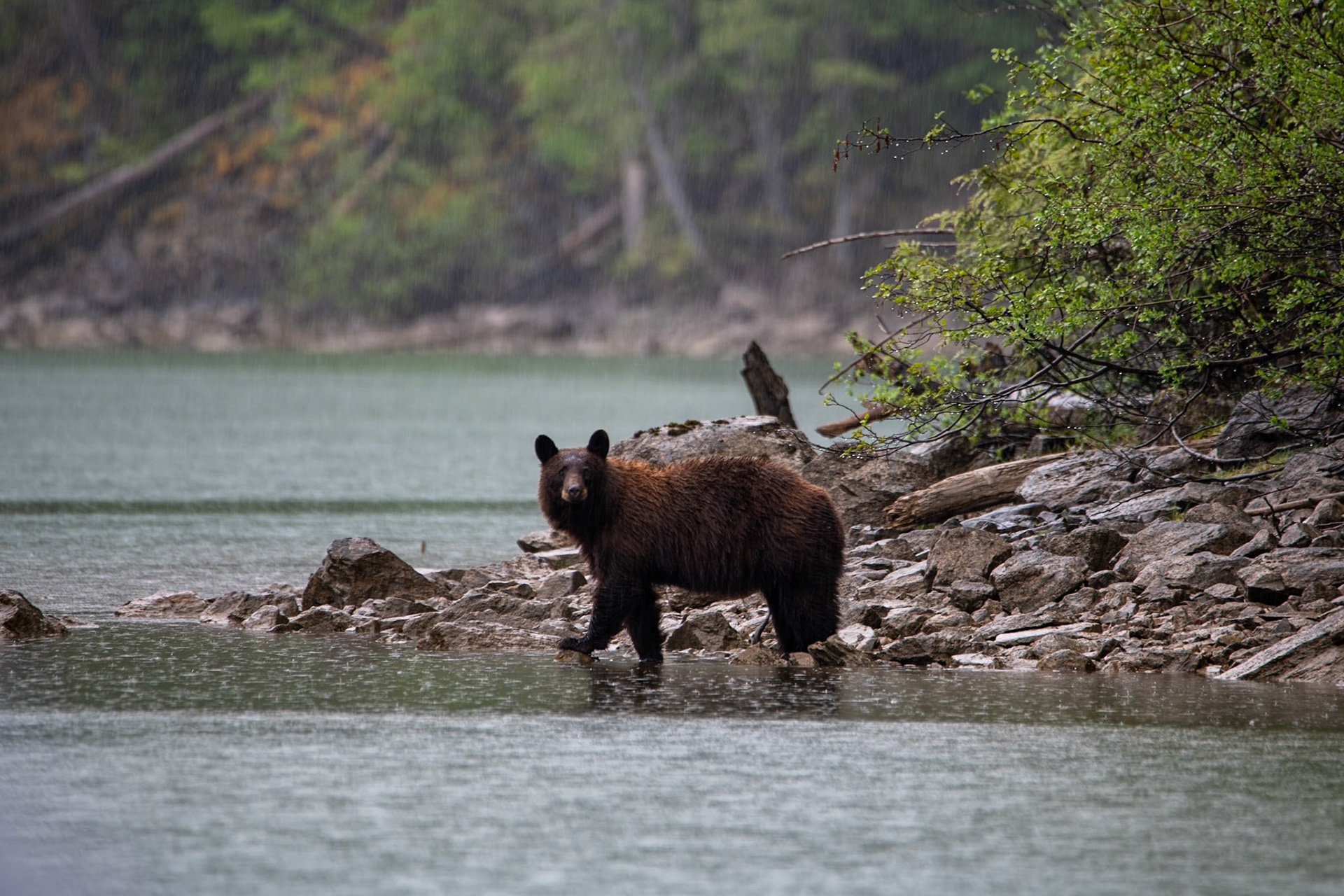 Black bear near Mud Lake