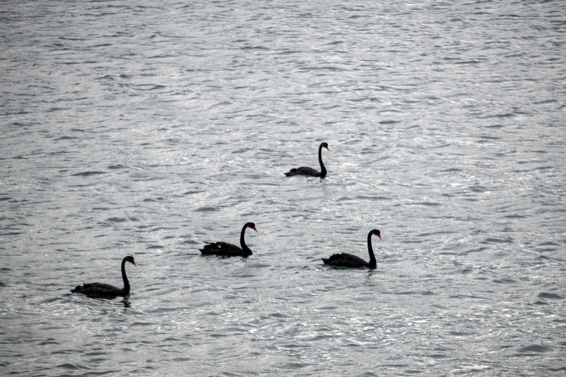 New Zealand swan
