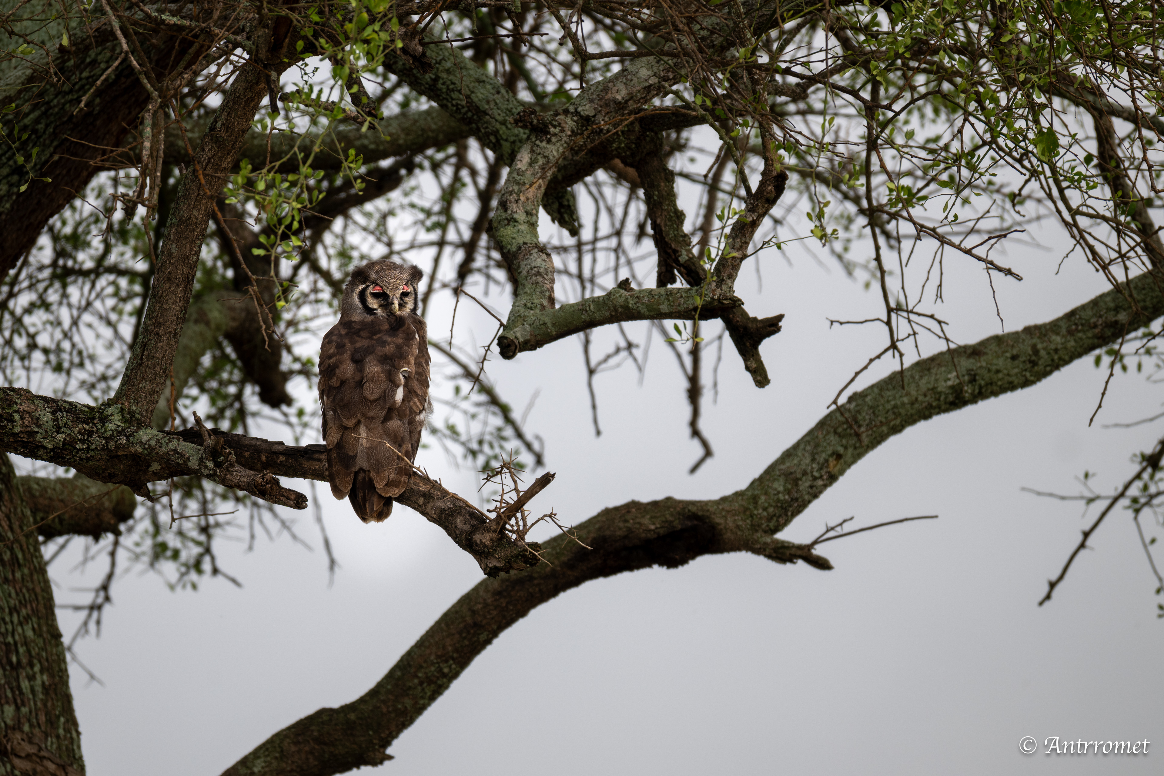 Verreaux's Eagle-Owl