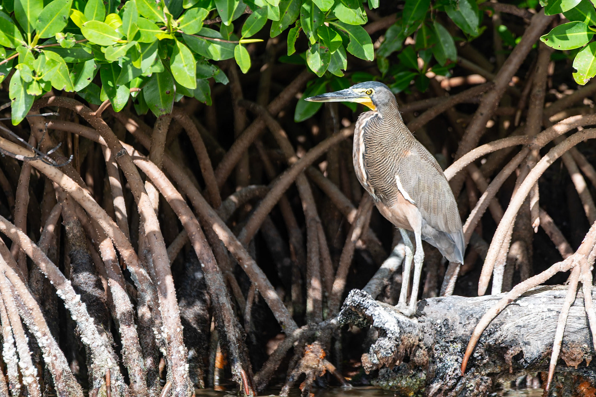 Tiger Heron at Rio Lagartos Lagoon