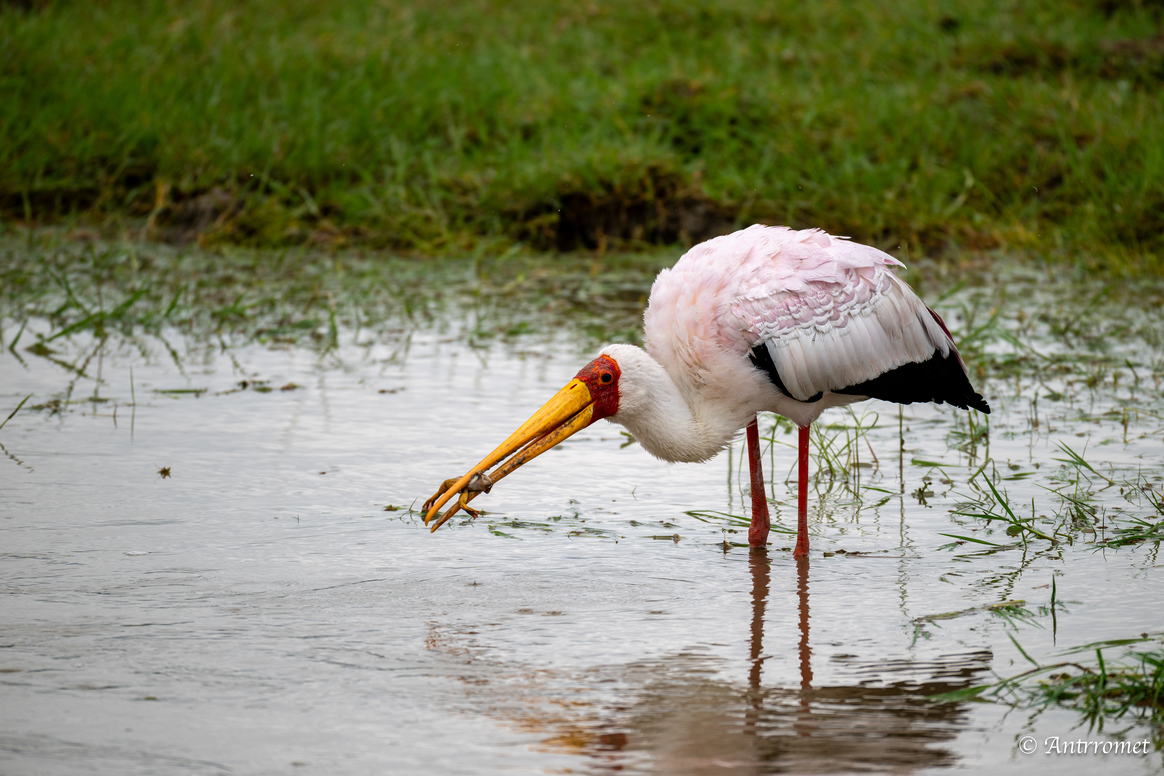Yellow-billed Stork