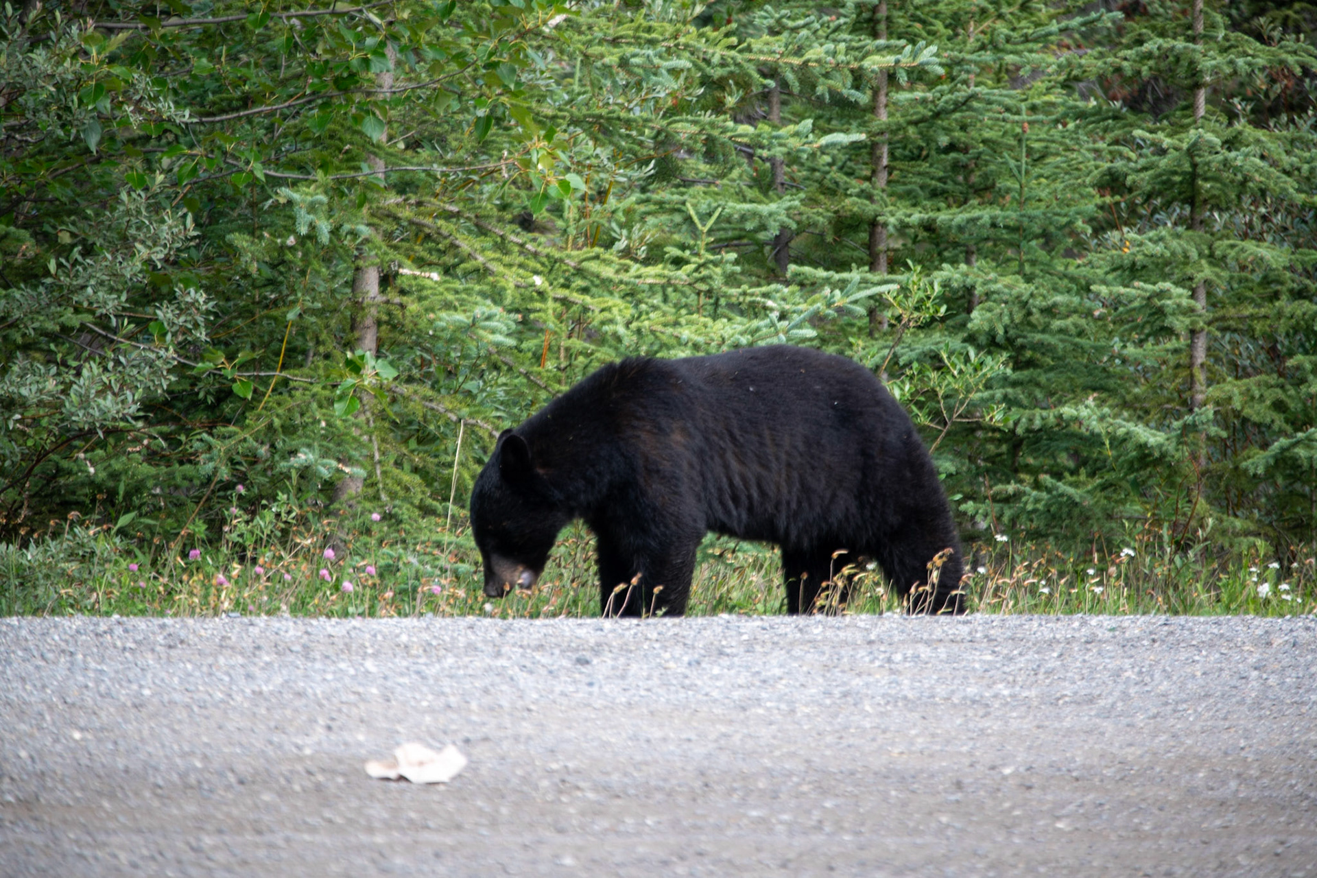 Black bear somewhere in Icefields Parkway