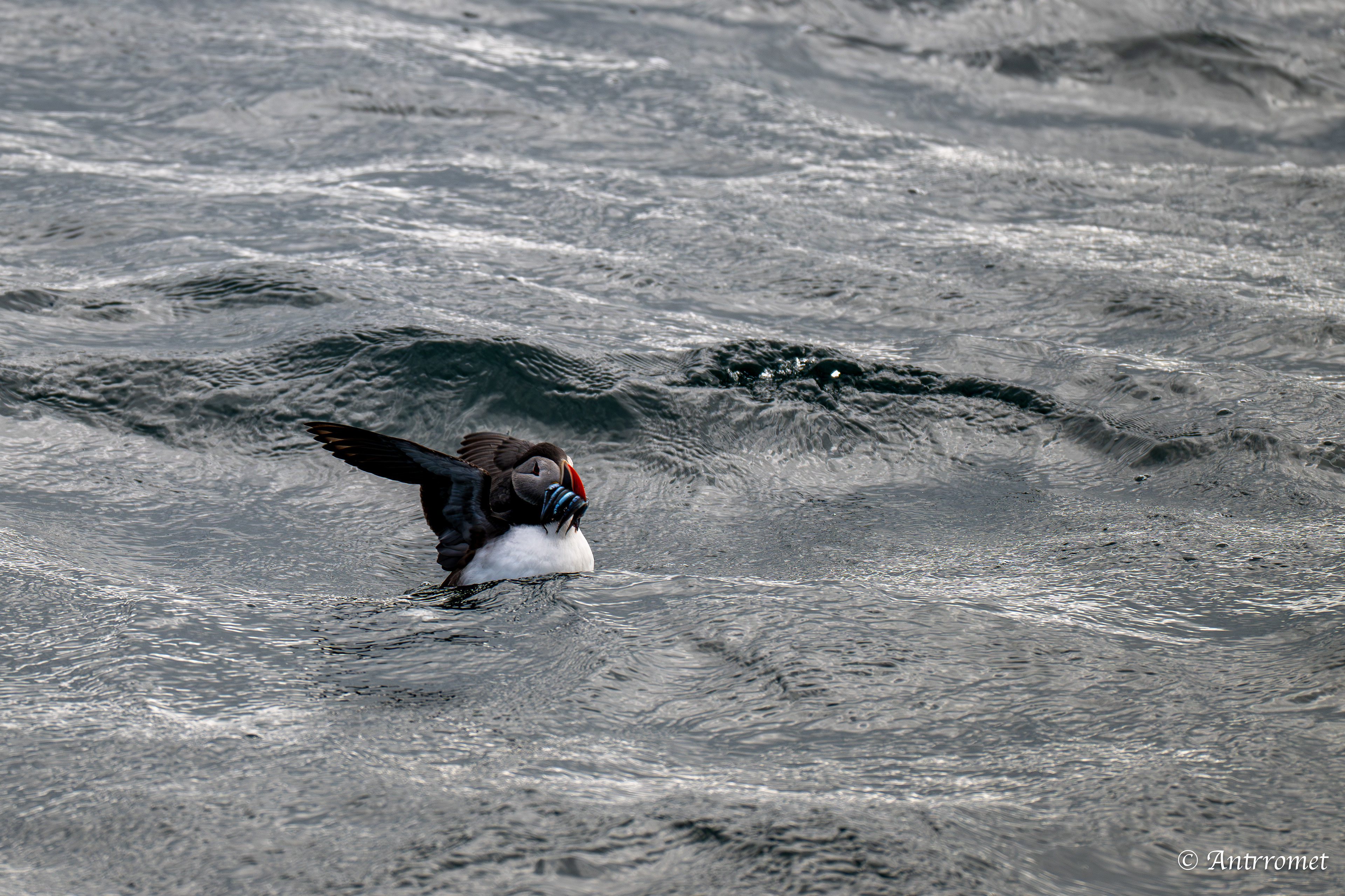 Puffins at Puffin Safari AS, Bleik, Vesteralen