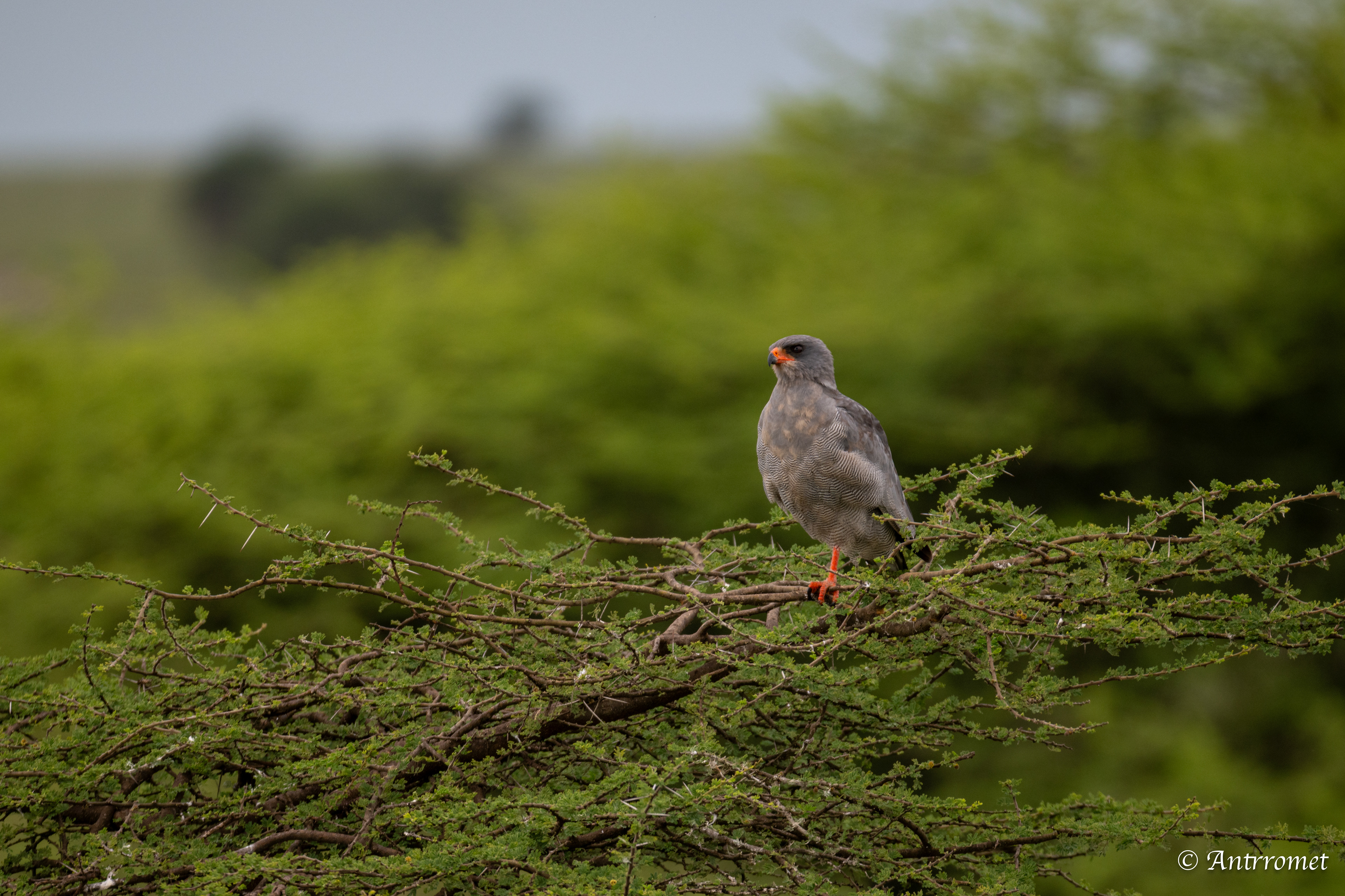Pygmy Falcon