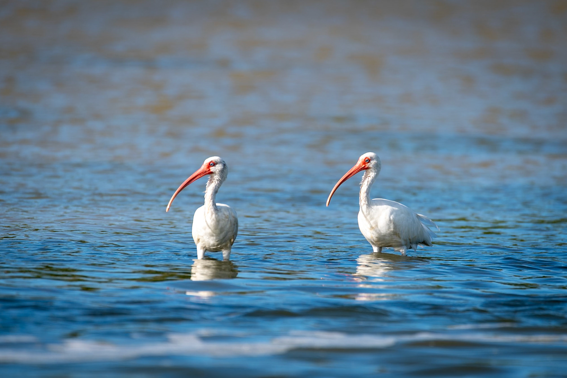 White Ibis at at Rio Lagartos Lagoon