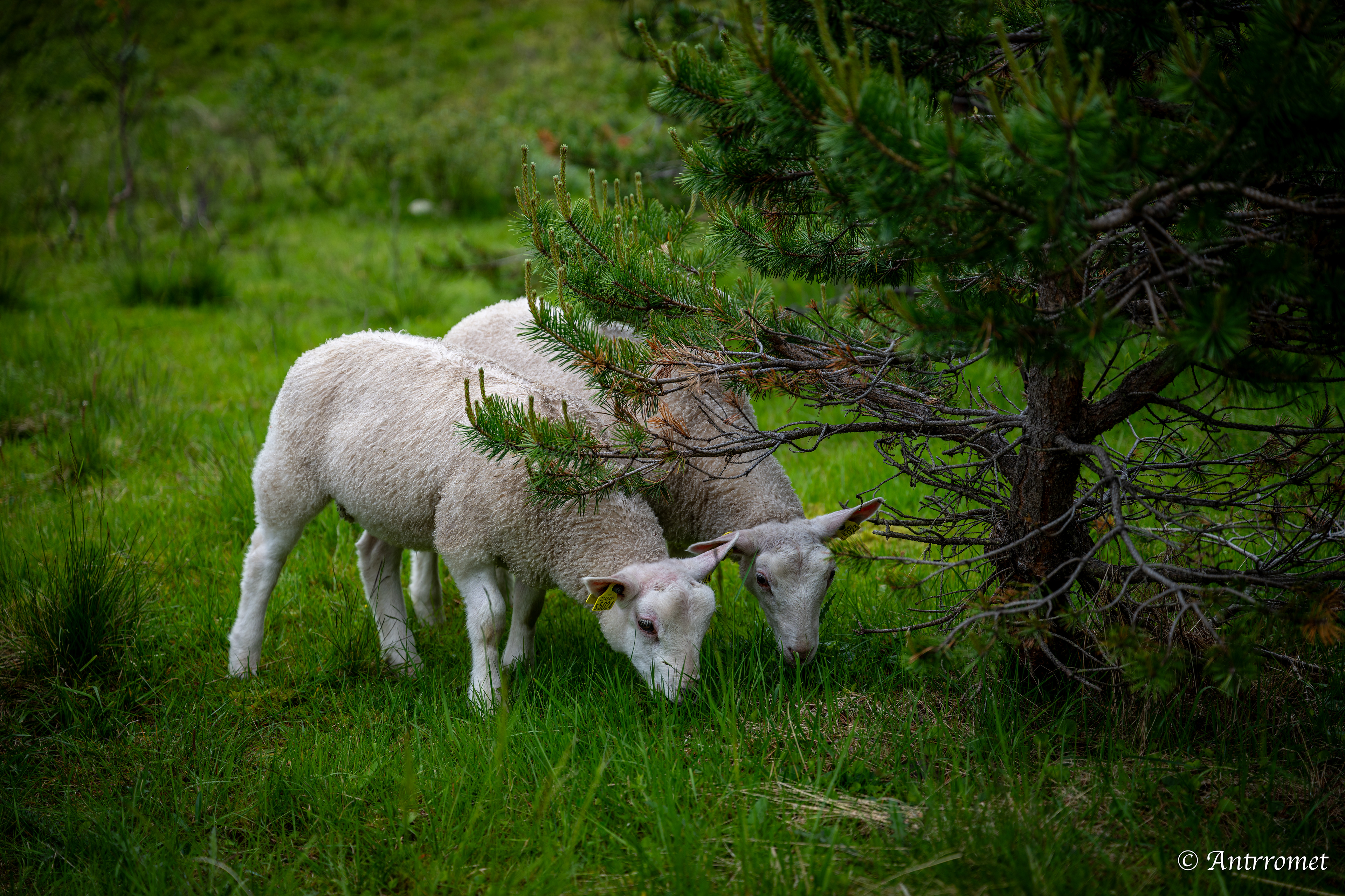 Sheeps near Hornindal Bridge