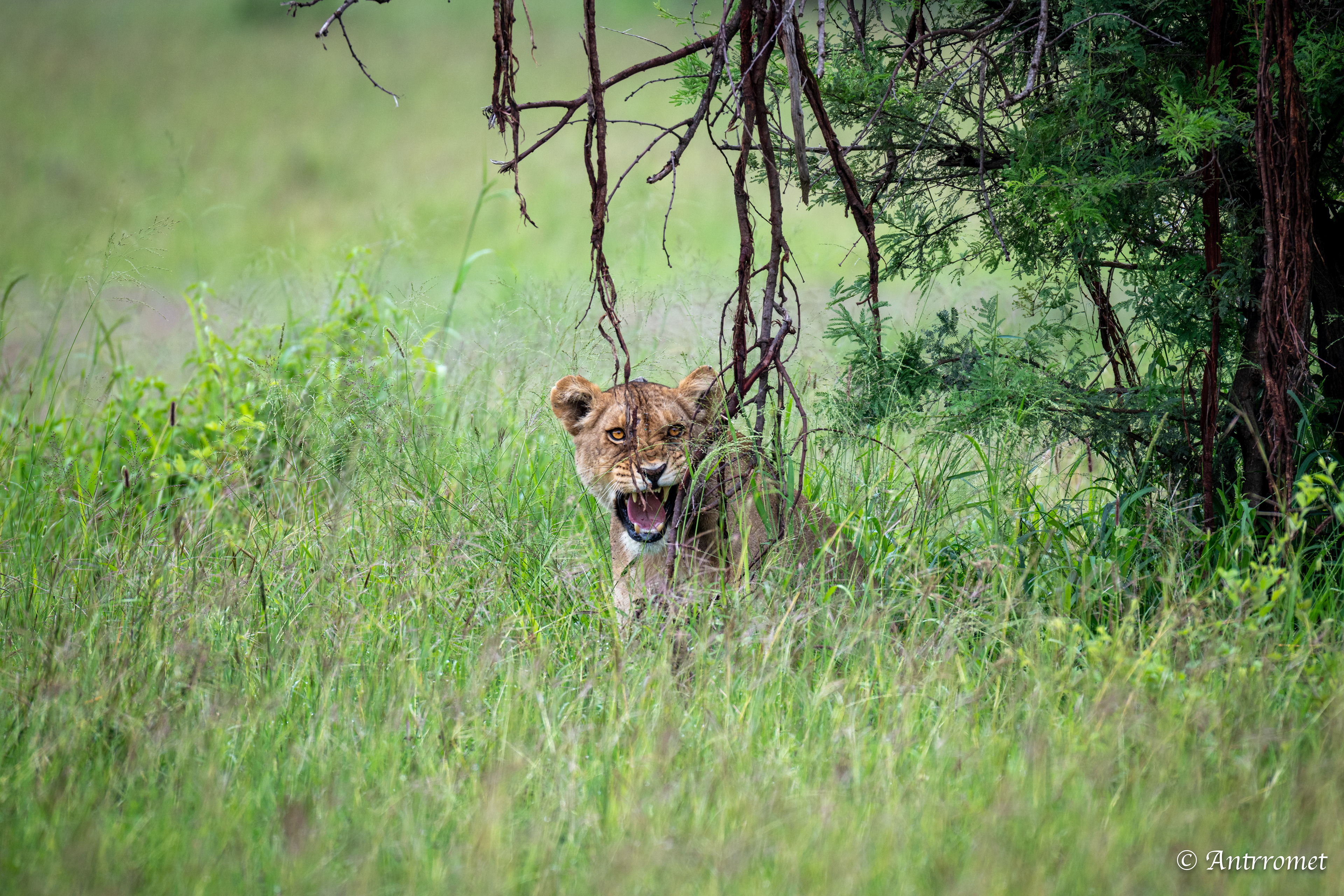 Lioness growling at humans who were stuck outside their truck