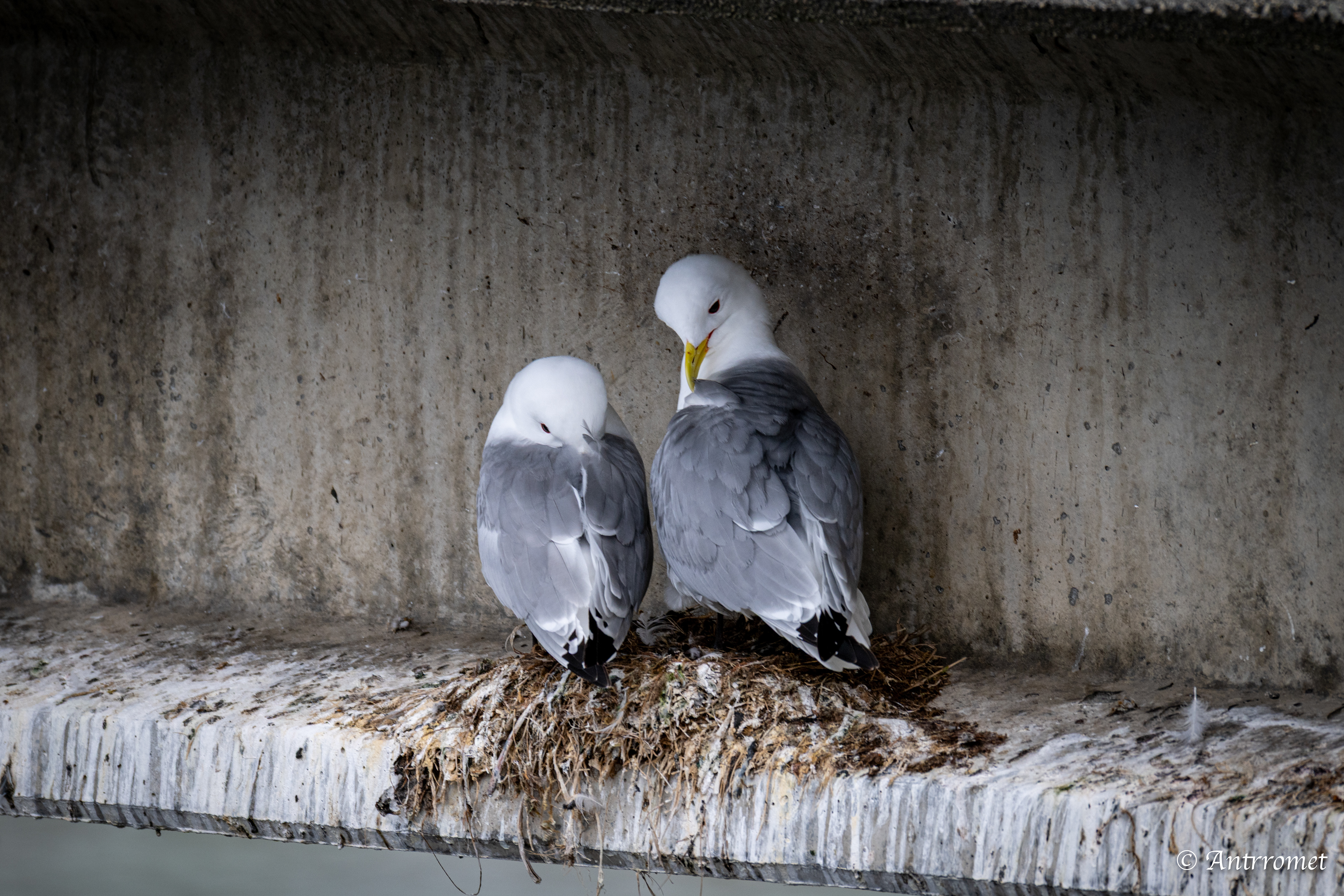 Gulls at Hamnøy viewpoint