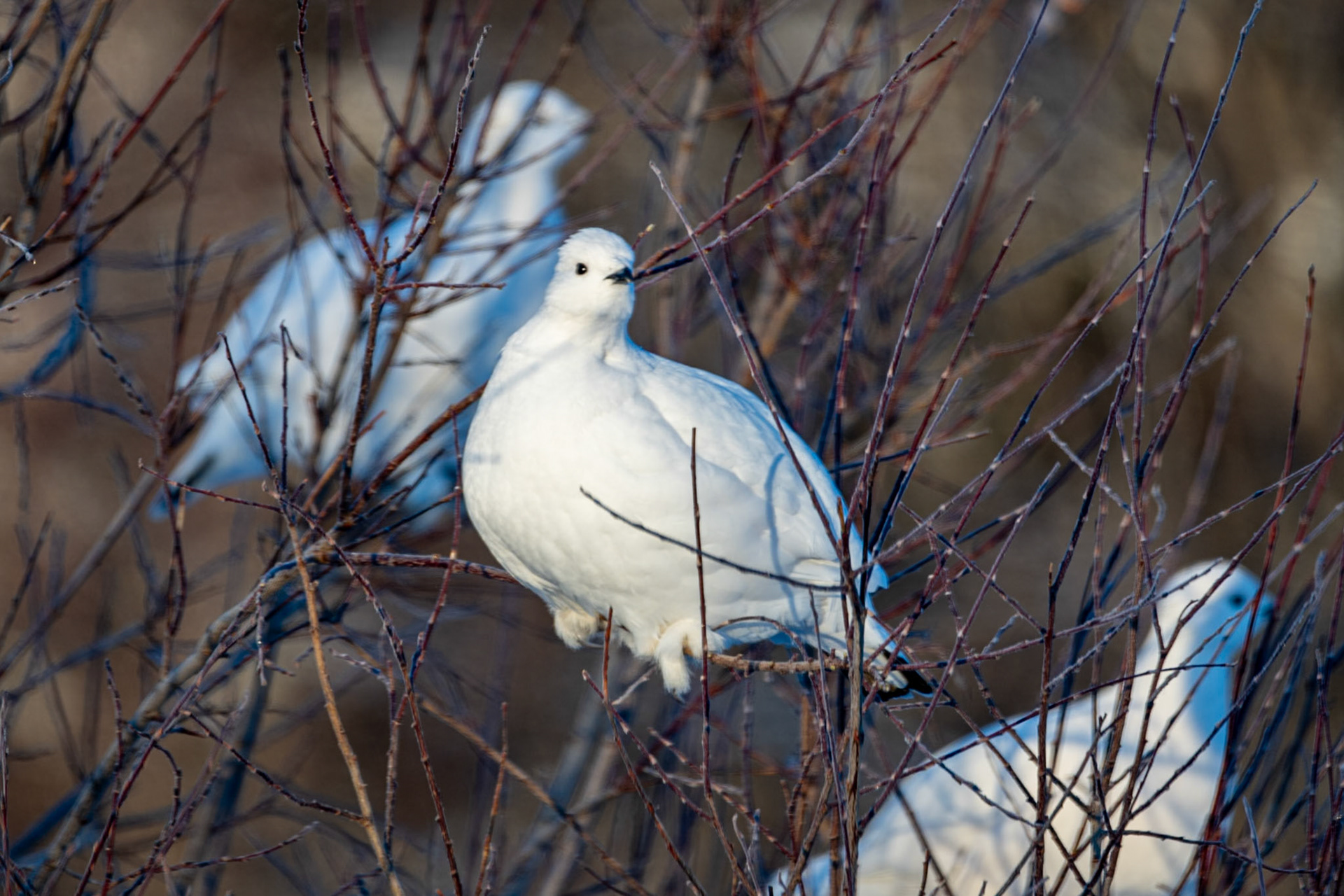 Rock ptarmigans on Ingraham Trail