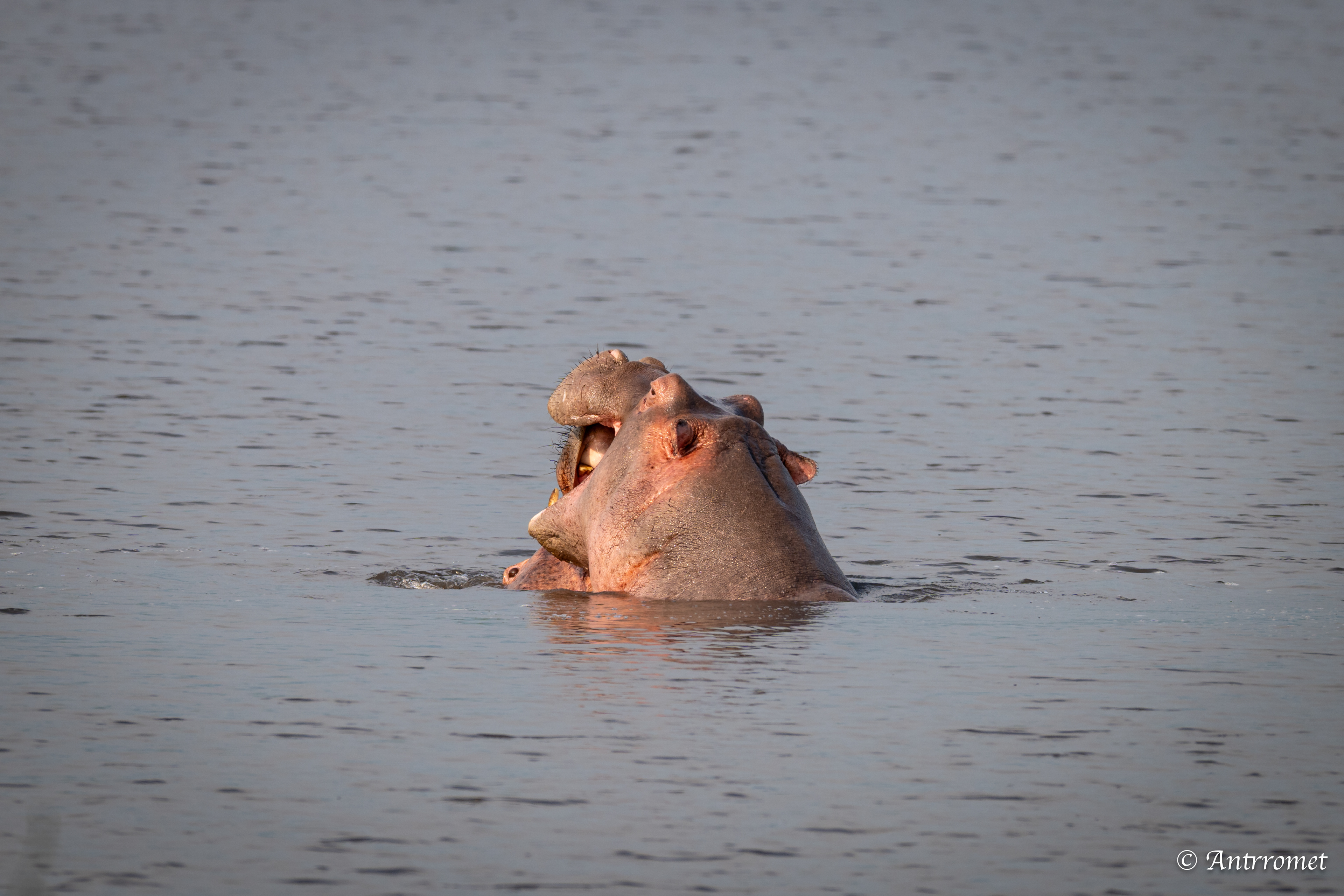 Hippopotamuses