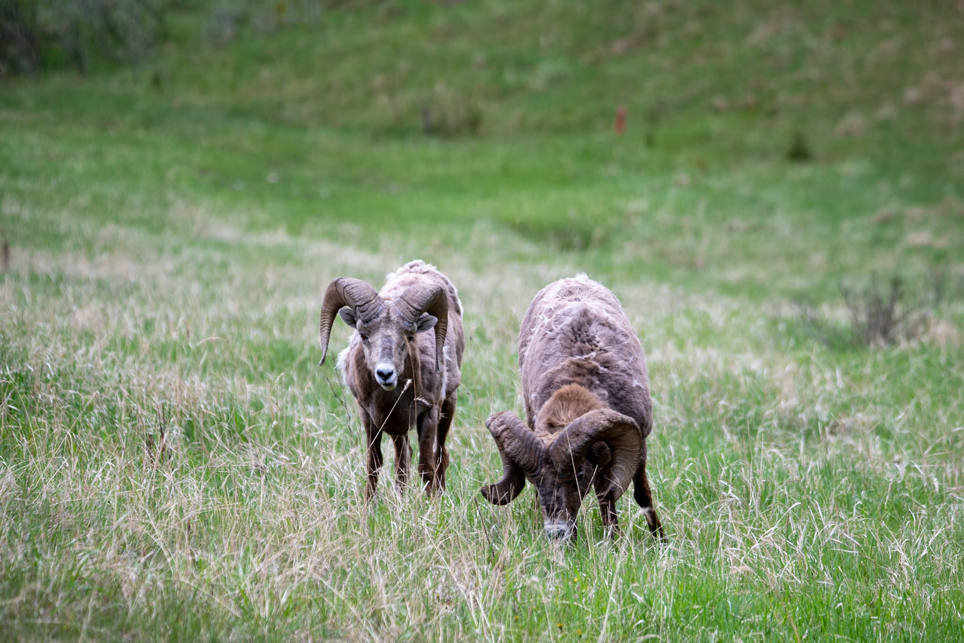 Bighorn sheep at Yellowhead Highway