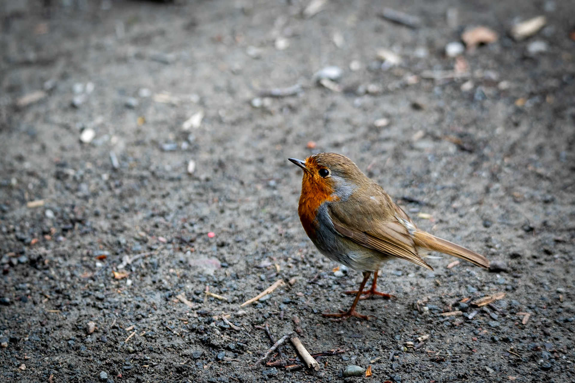 Robin redbreast