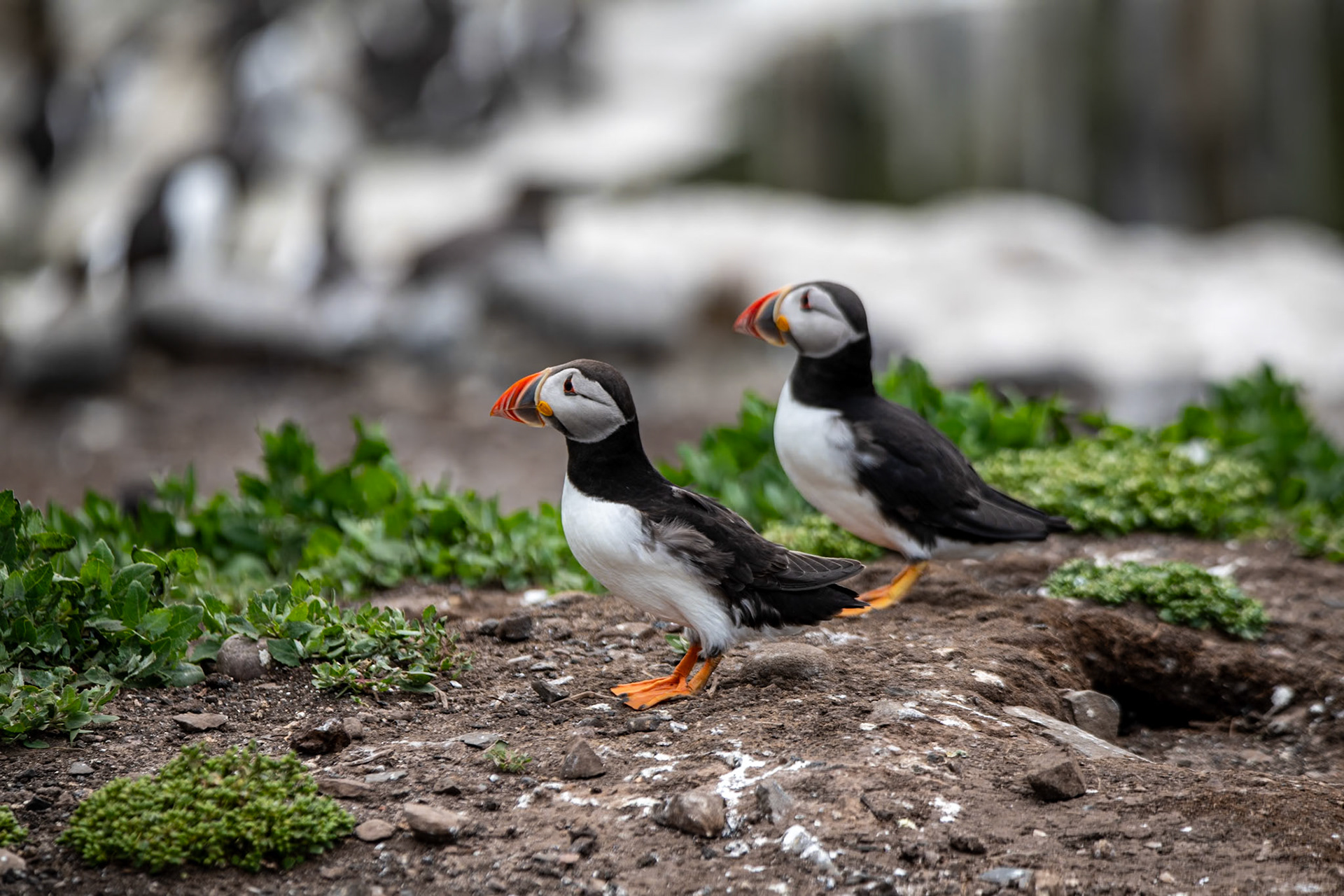 Puffins, Farne Islands