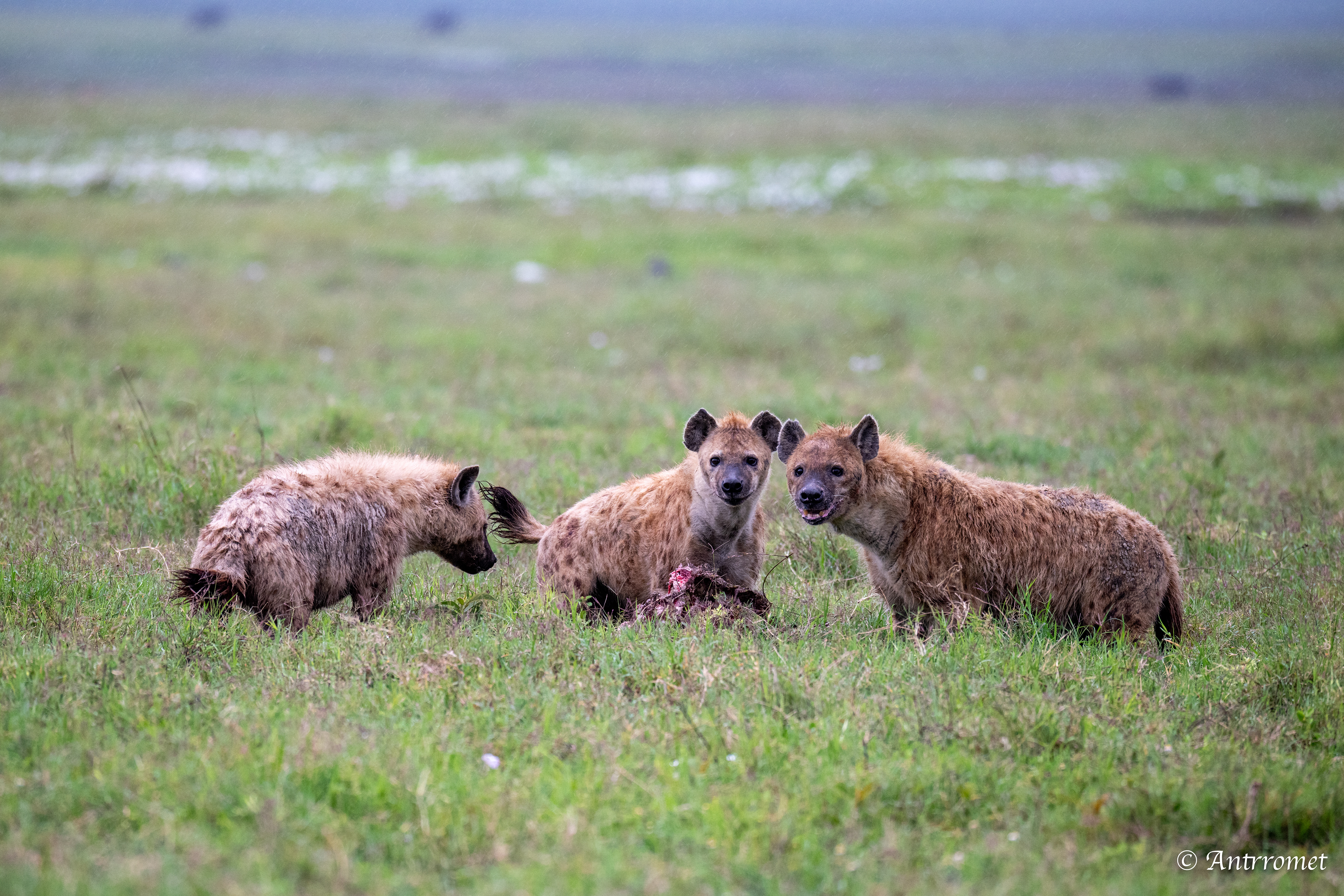 Spotted Hyenas