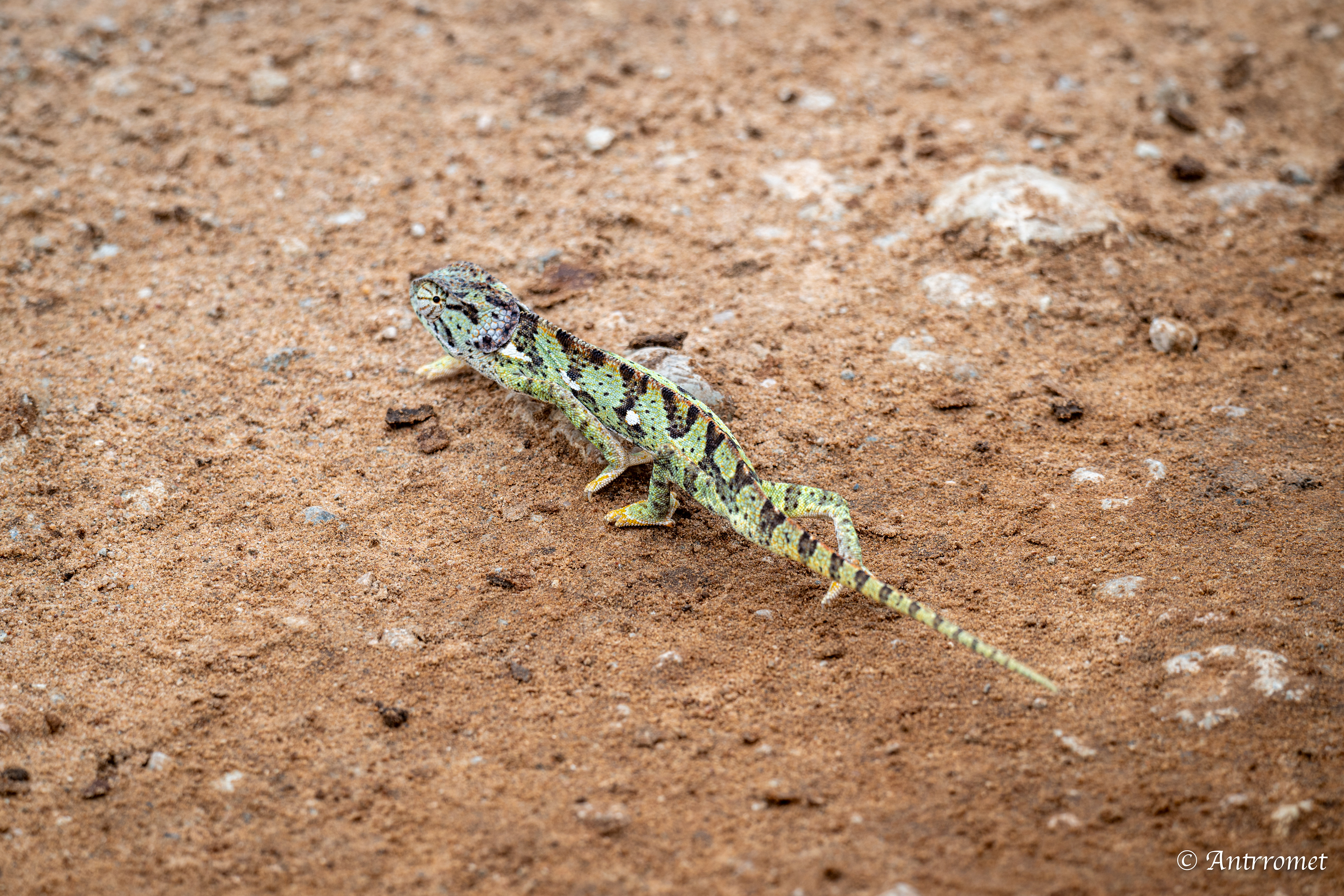Flap-necked Chameleon