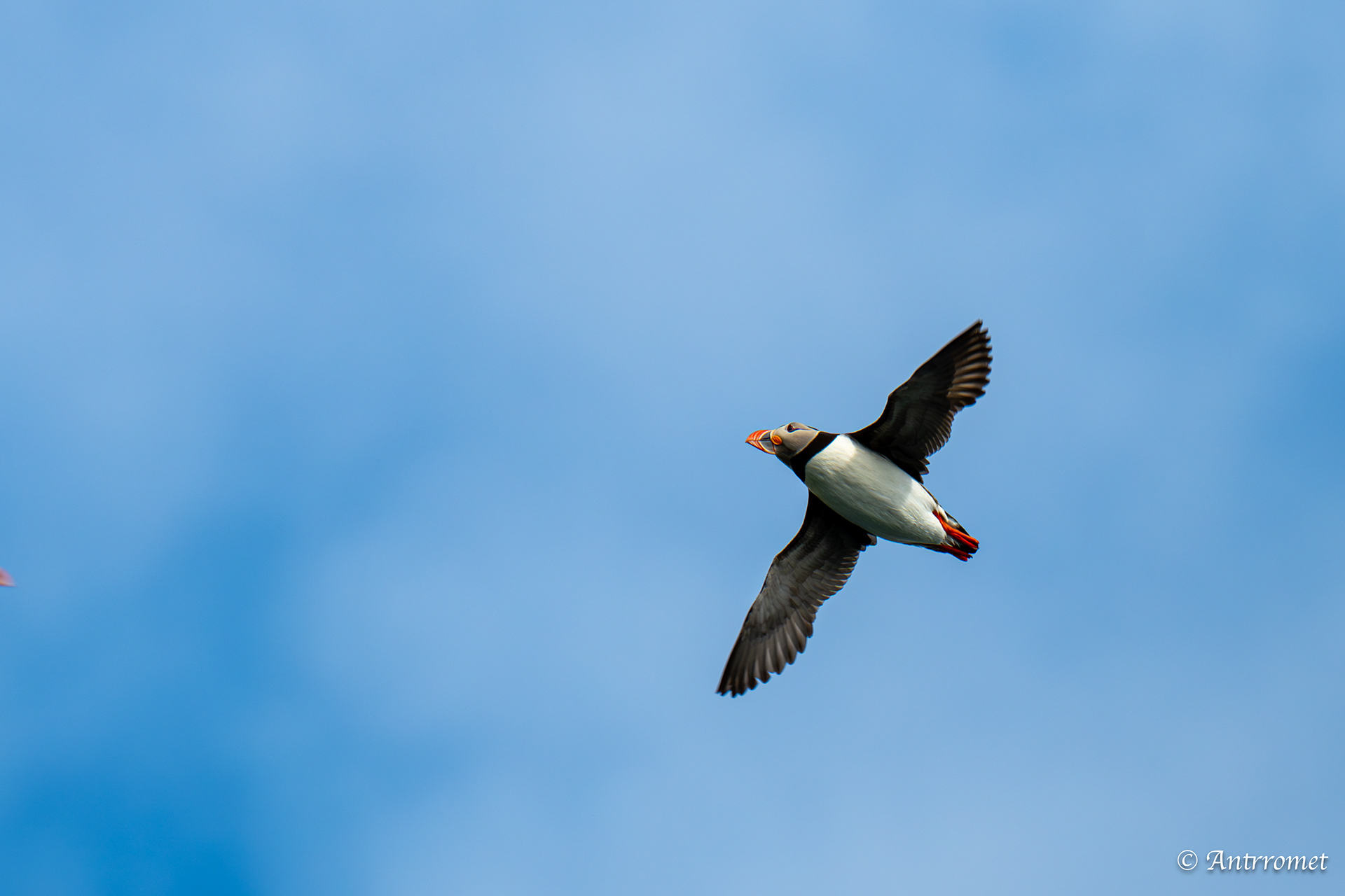 Puffins at Puffin Safari AS, Bleik, Vesteralen